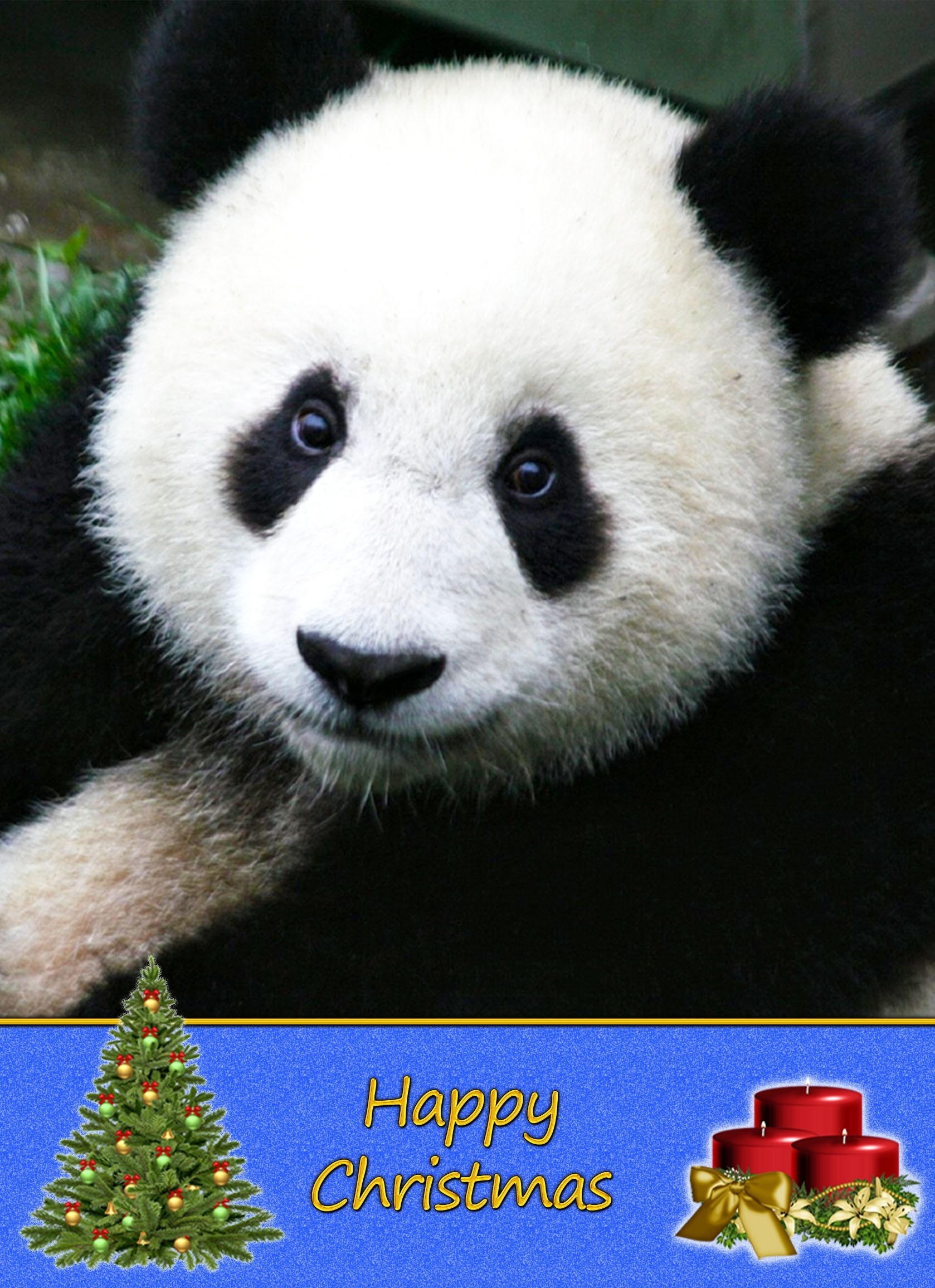 Panda christmas card