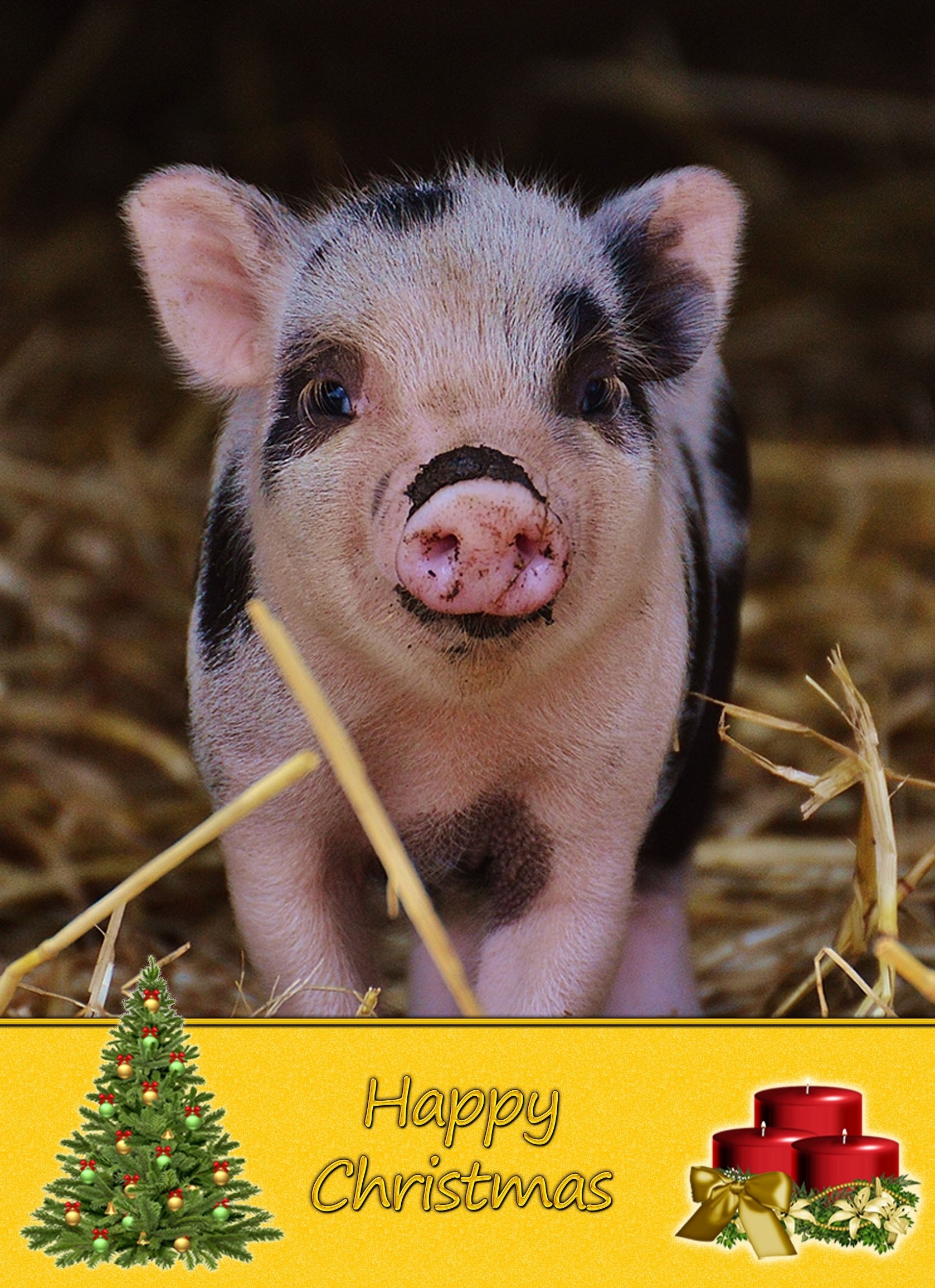 Pig christmas card