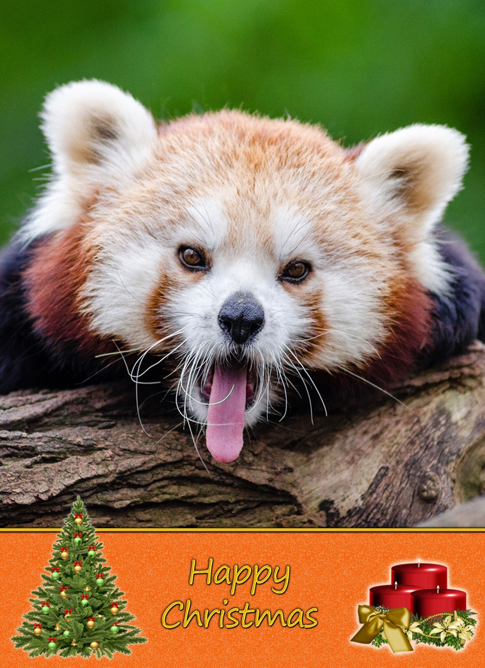 Red Panda christmas card