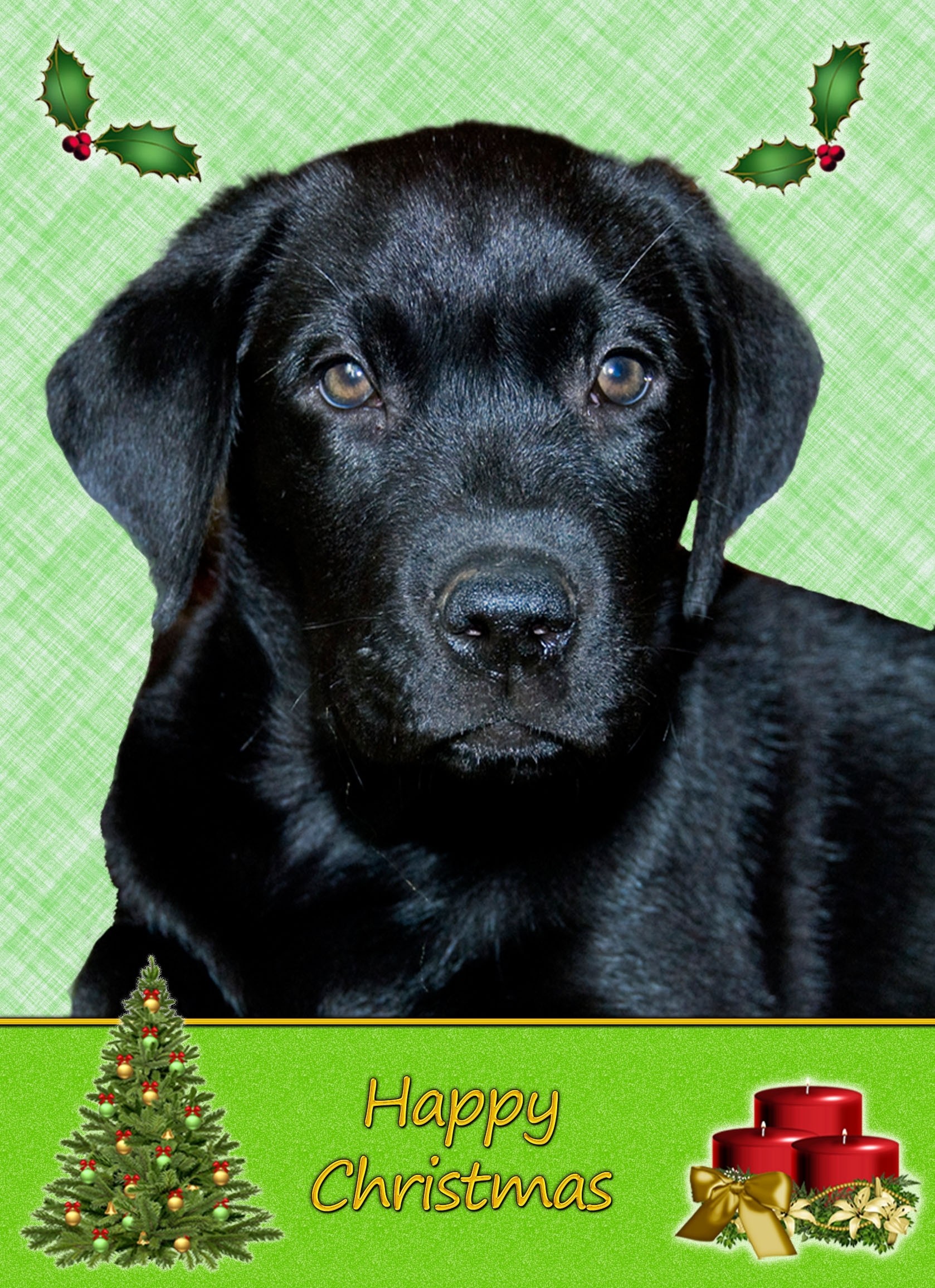Black Labrador christmas card