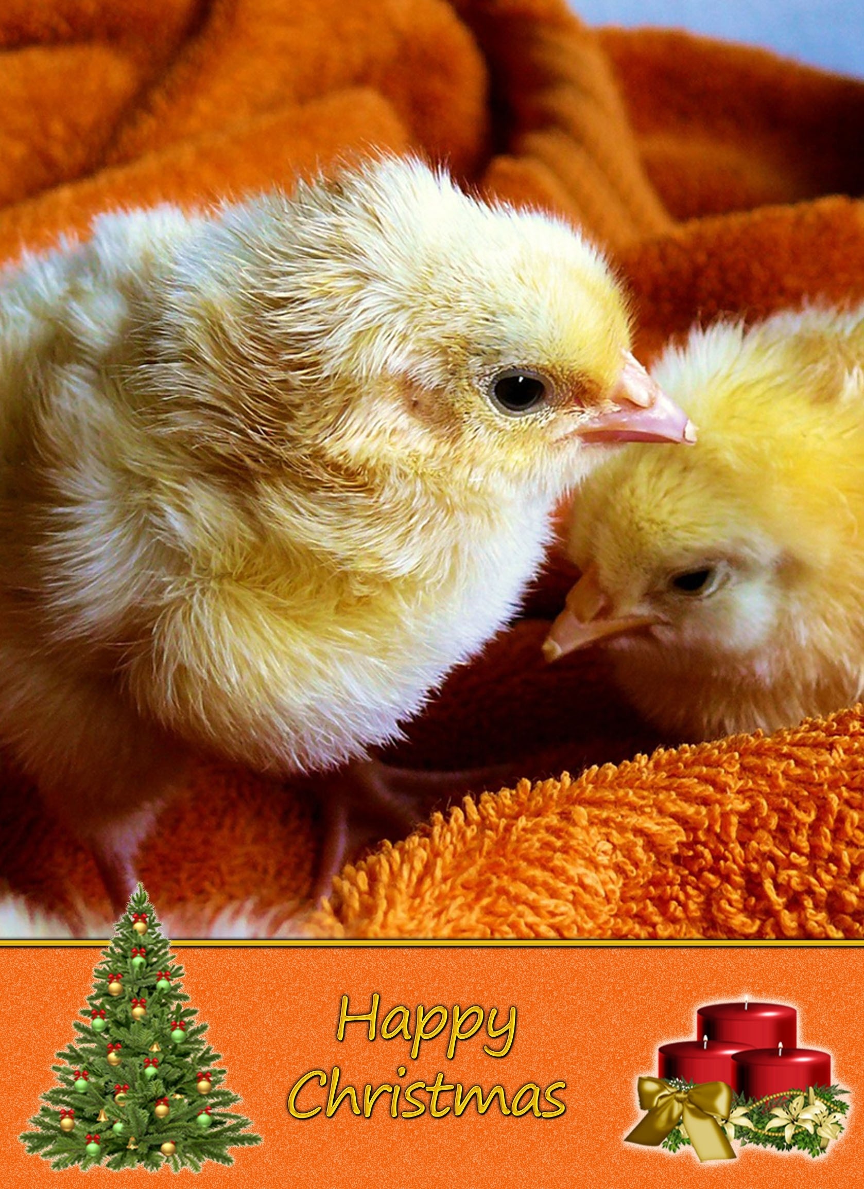 Chicken christmas card
