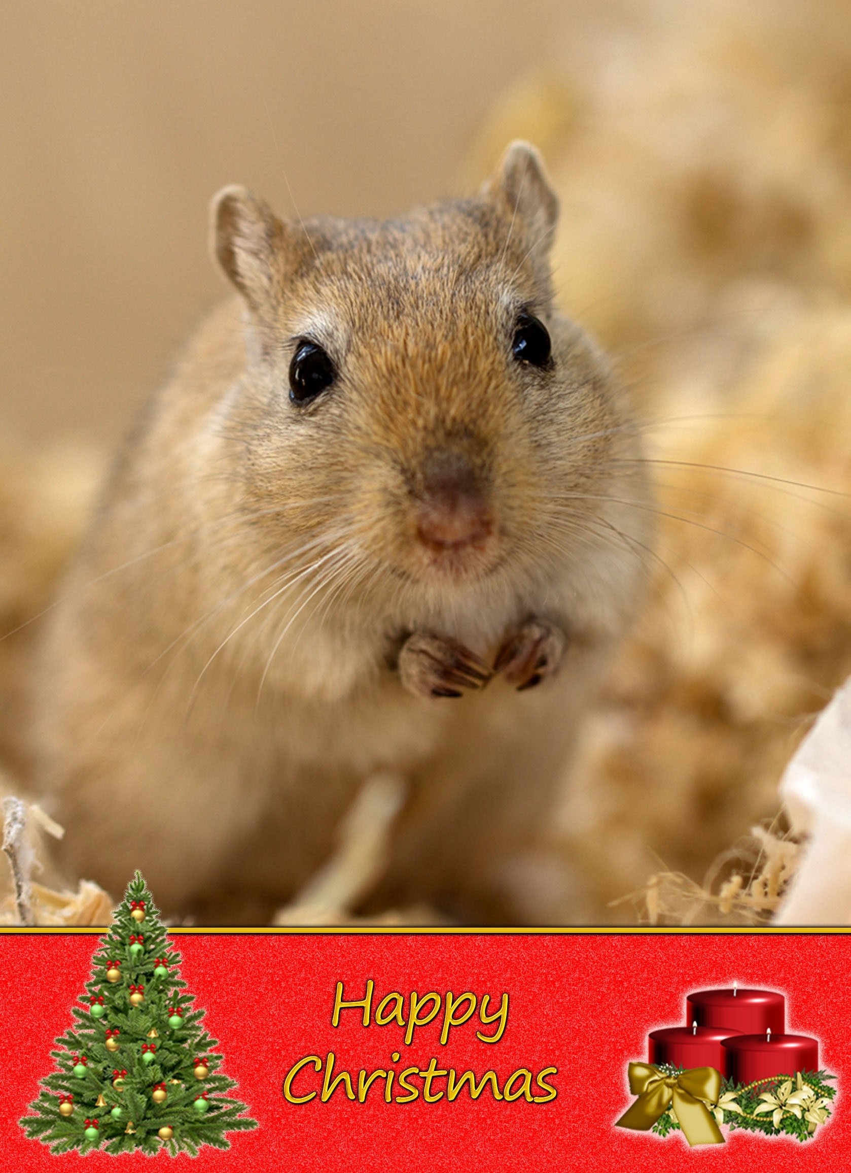 Gerbil Christmas Card