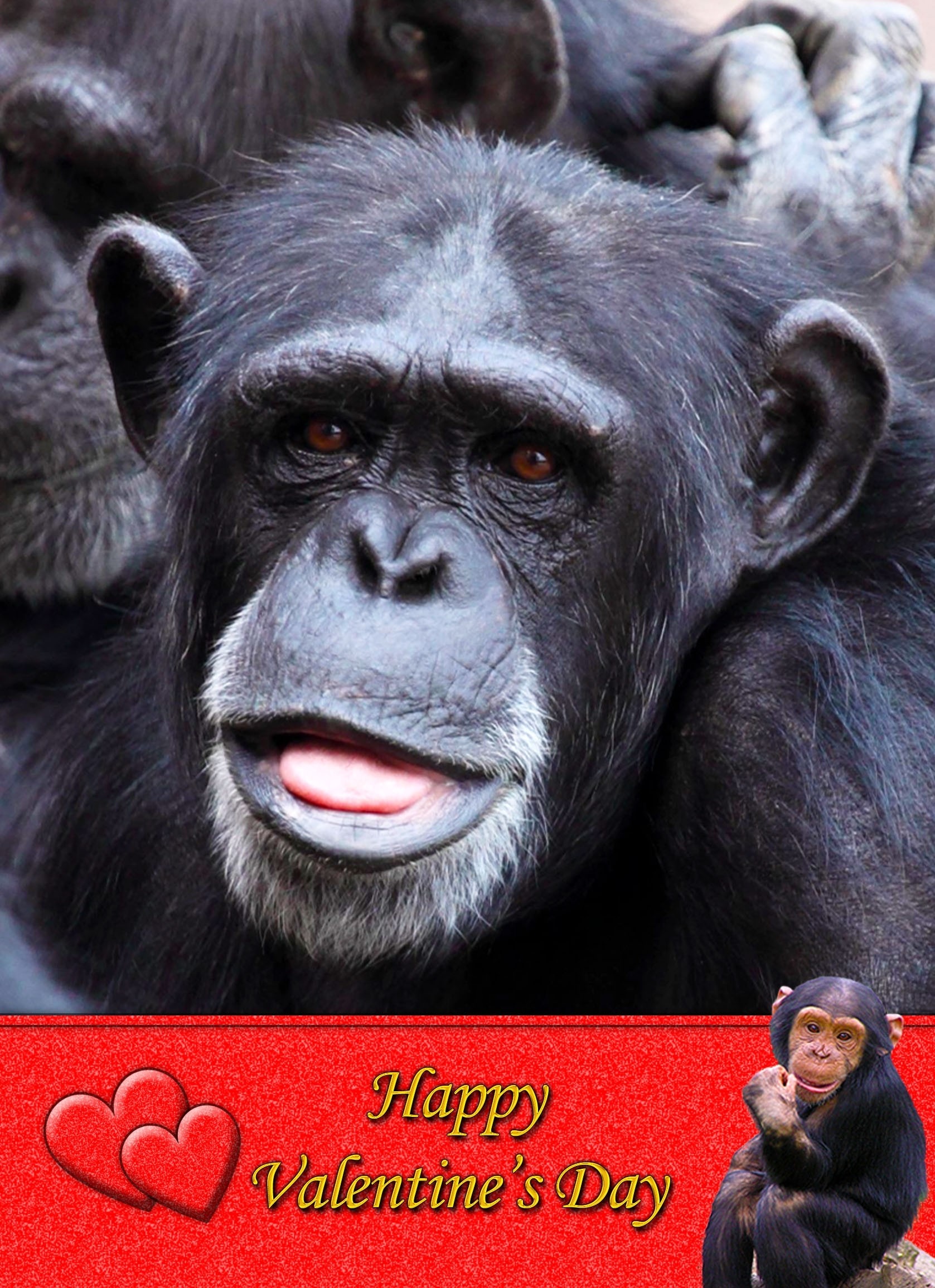 Chimpanzee Valentine's Day Card