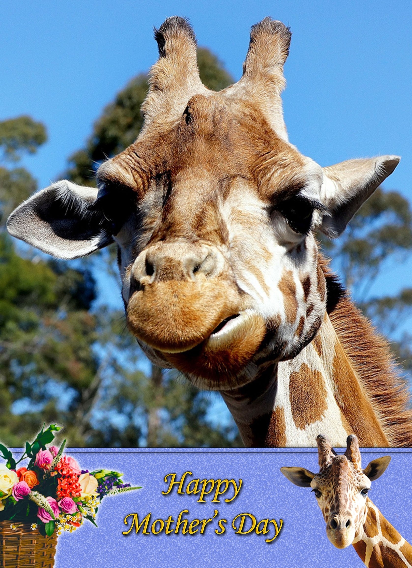 Giraffe Mother's Day Card