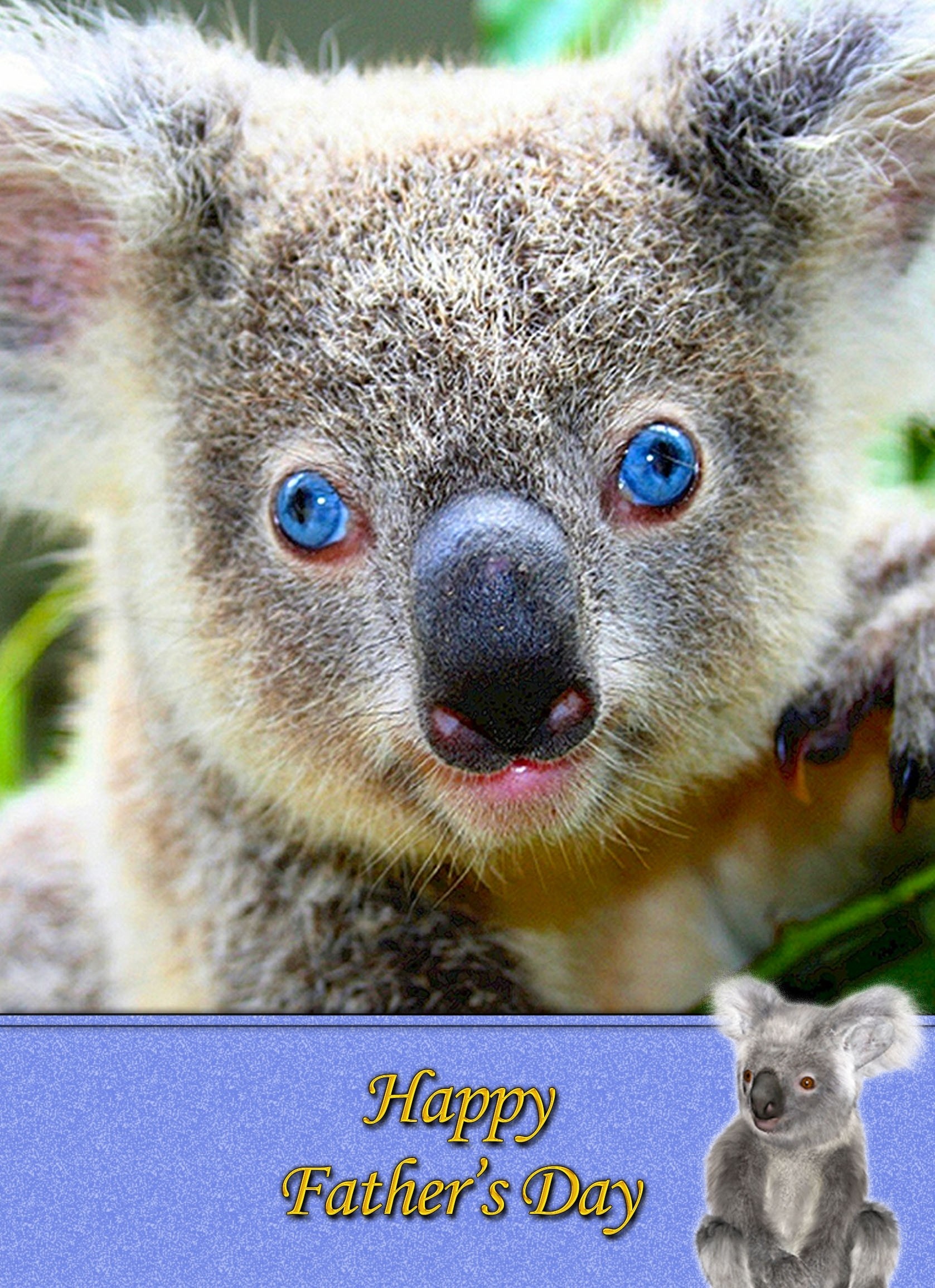 Koala Bear Father's Day Card