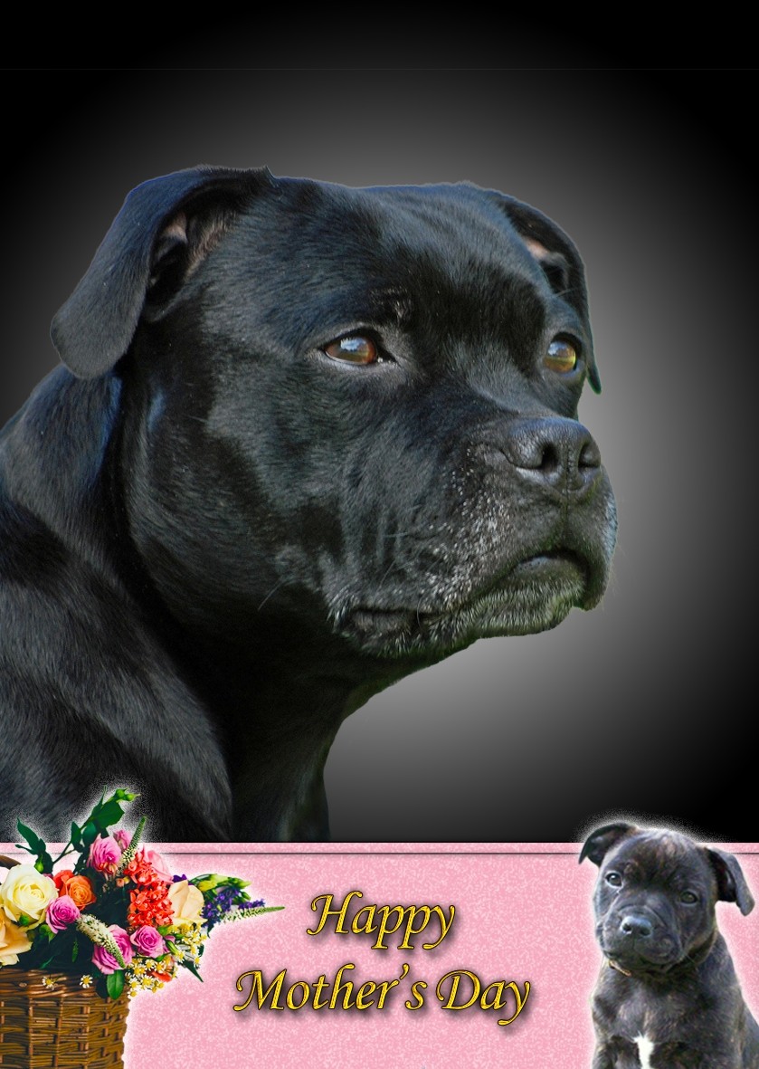 Staffordshire Bull Terrier Mother's Day Card