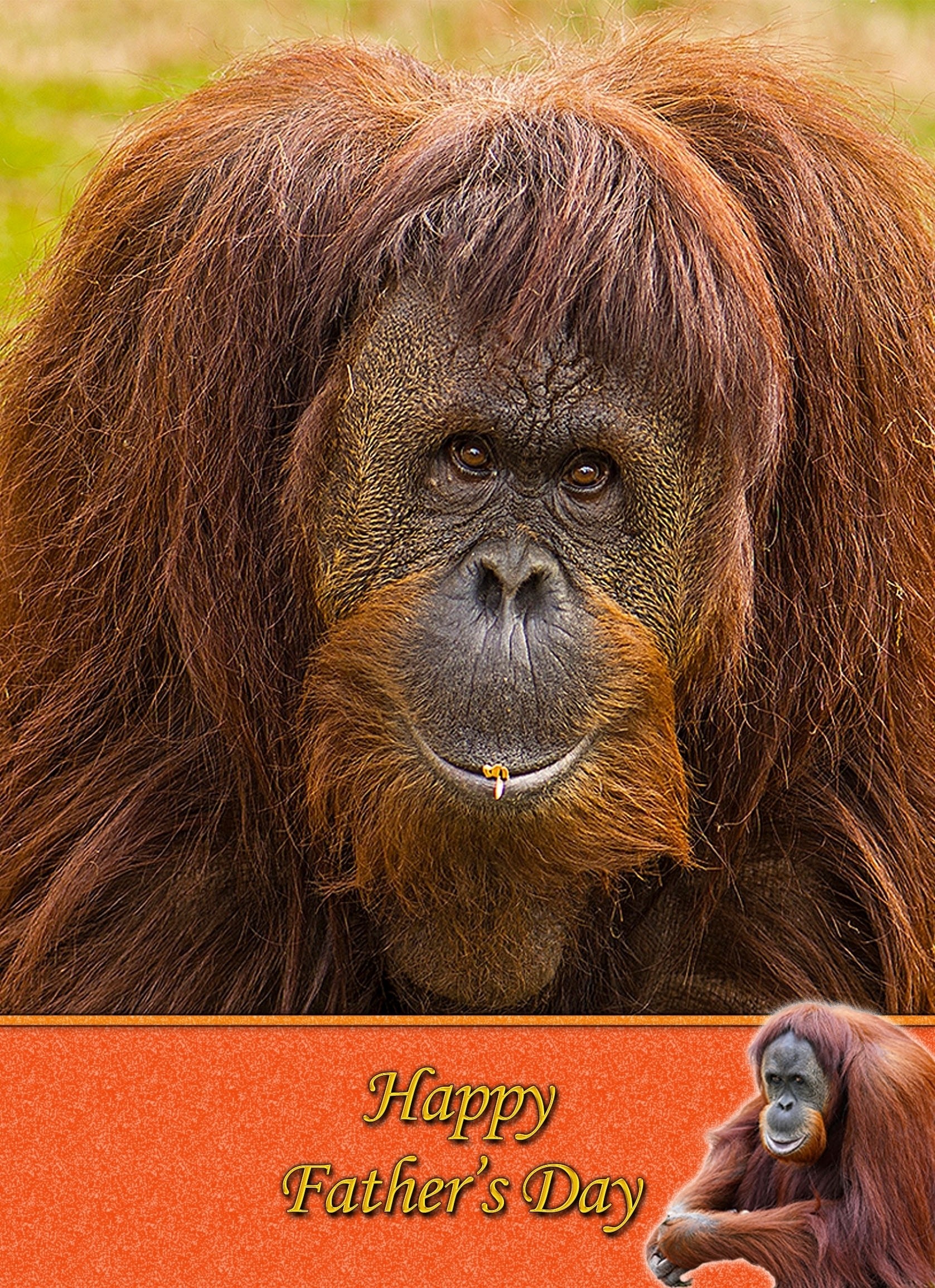 Orangutan Father's Day Card