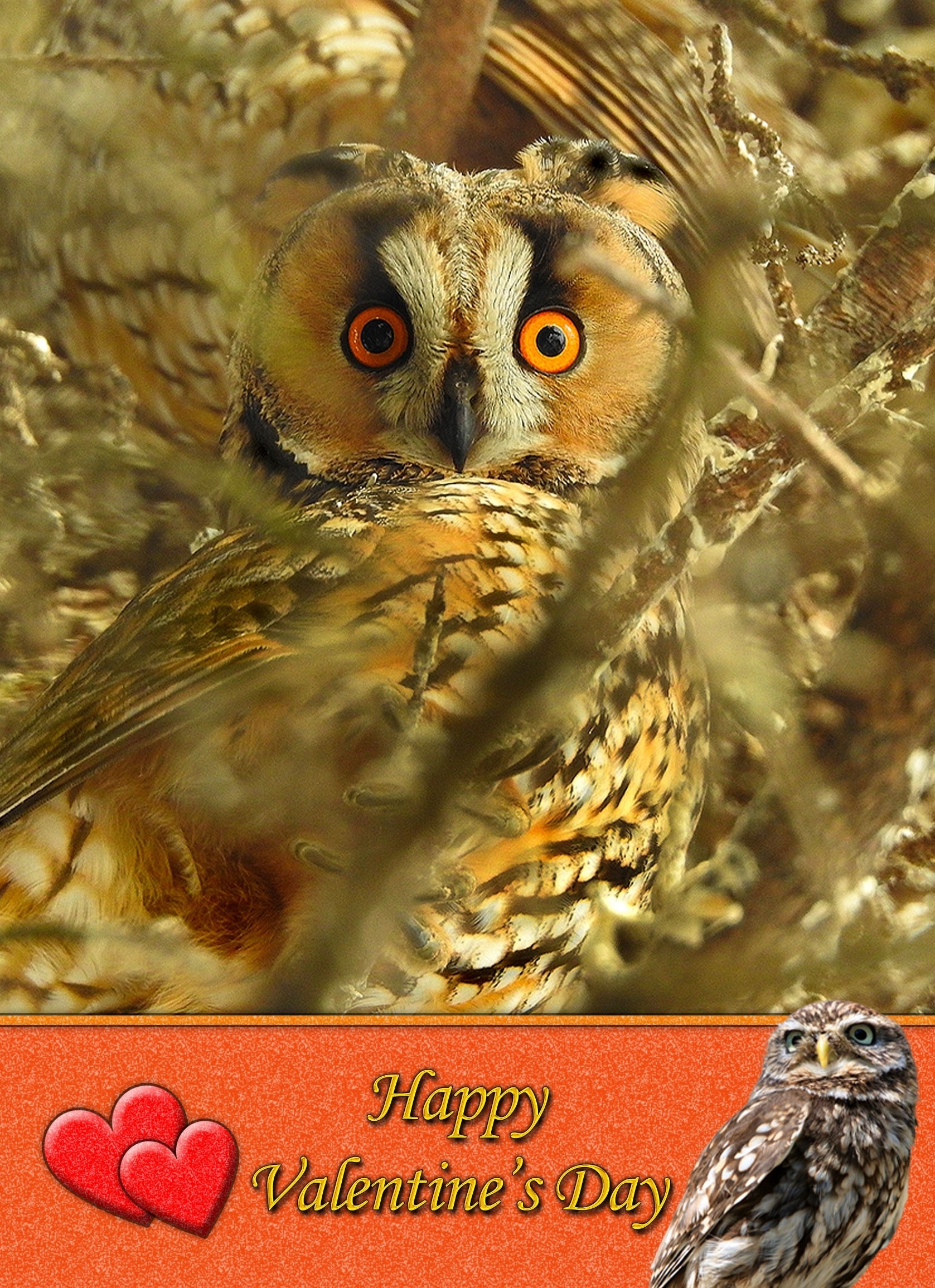 Owl Valentine's Day Card