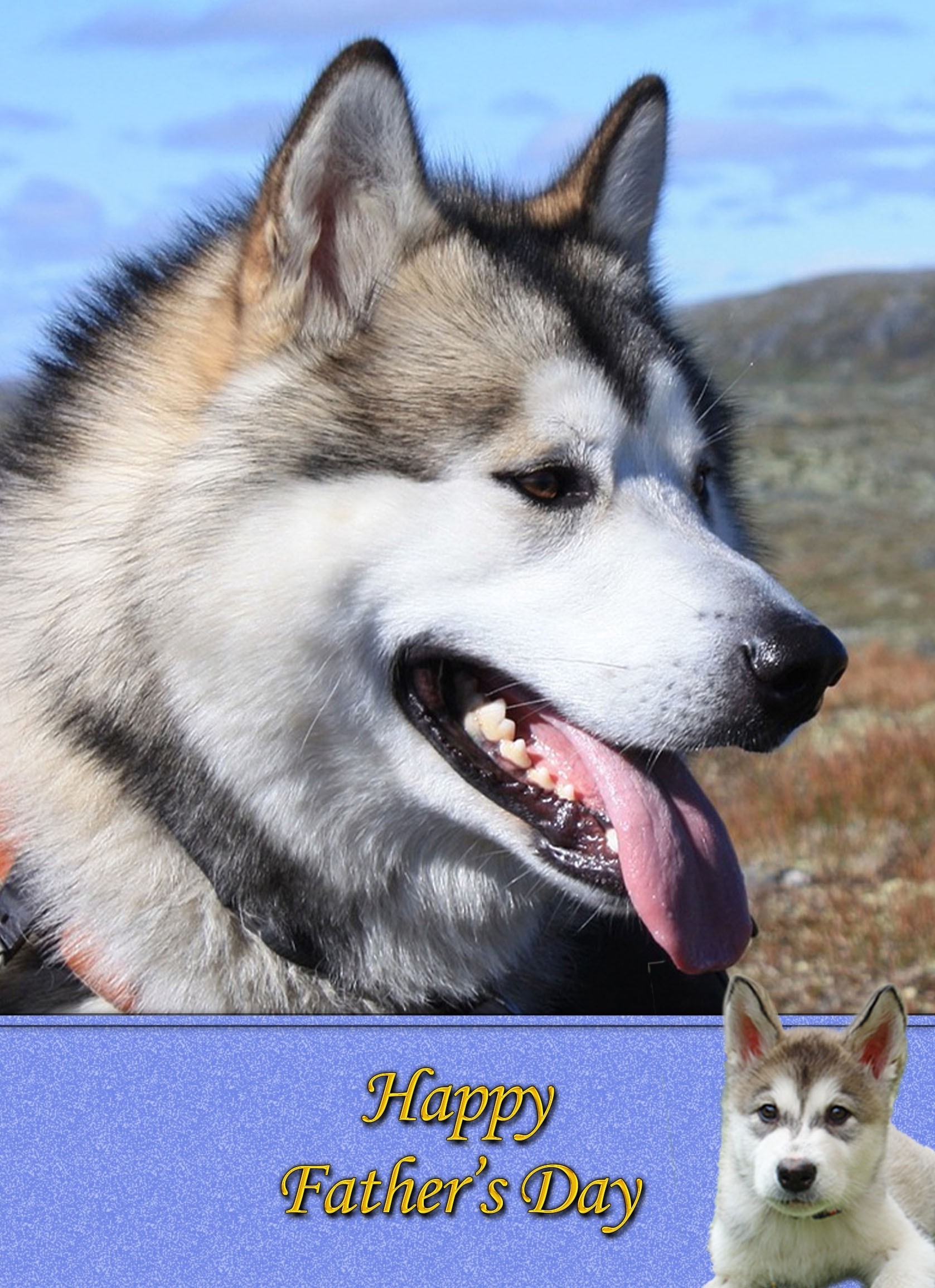 Alaskan Malamute Dog Father's Day Card