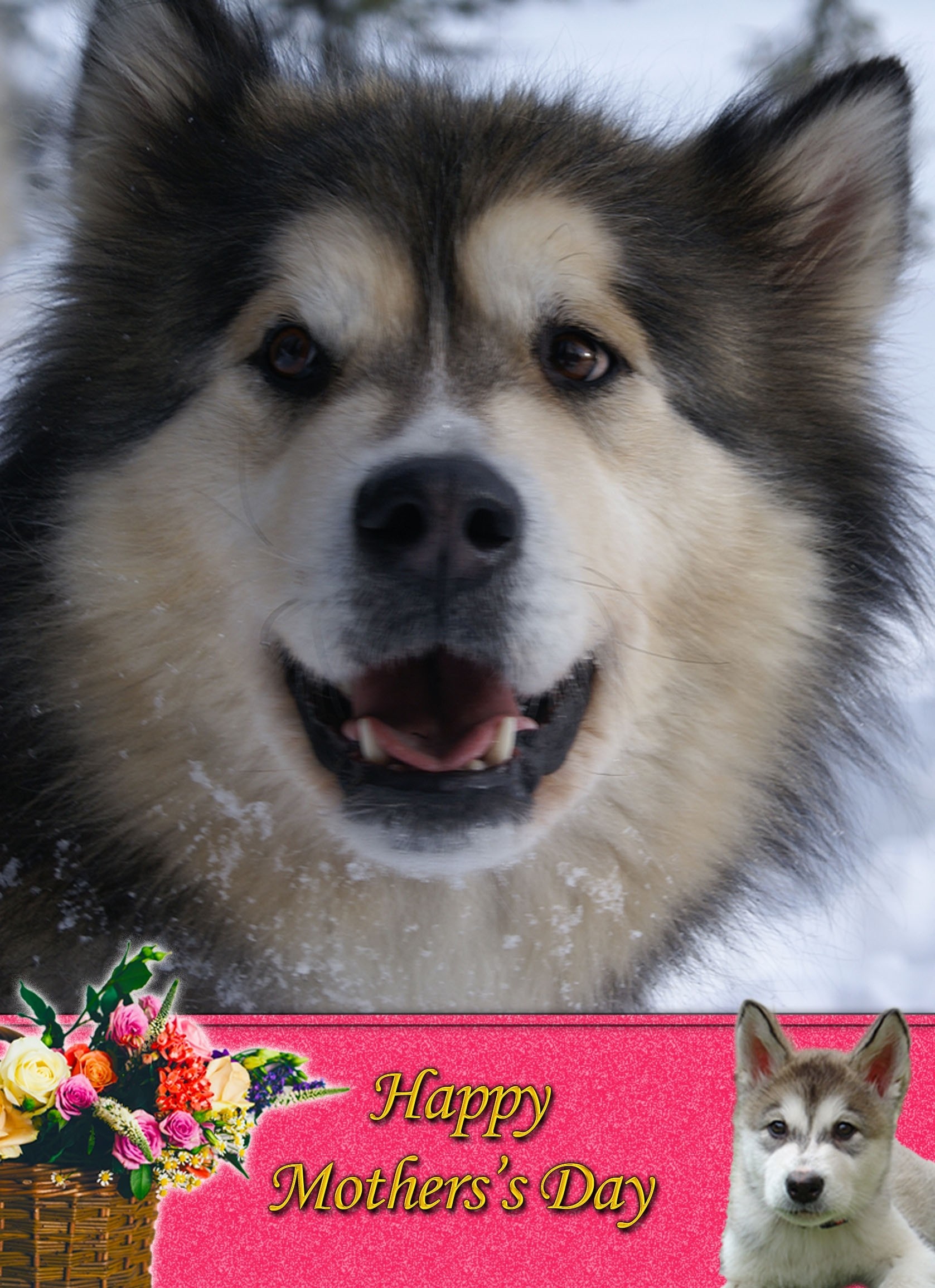 Alaskan Malamute Mother's Day Card