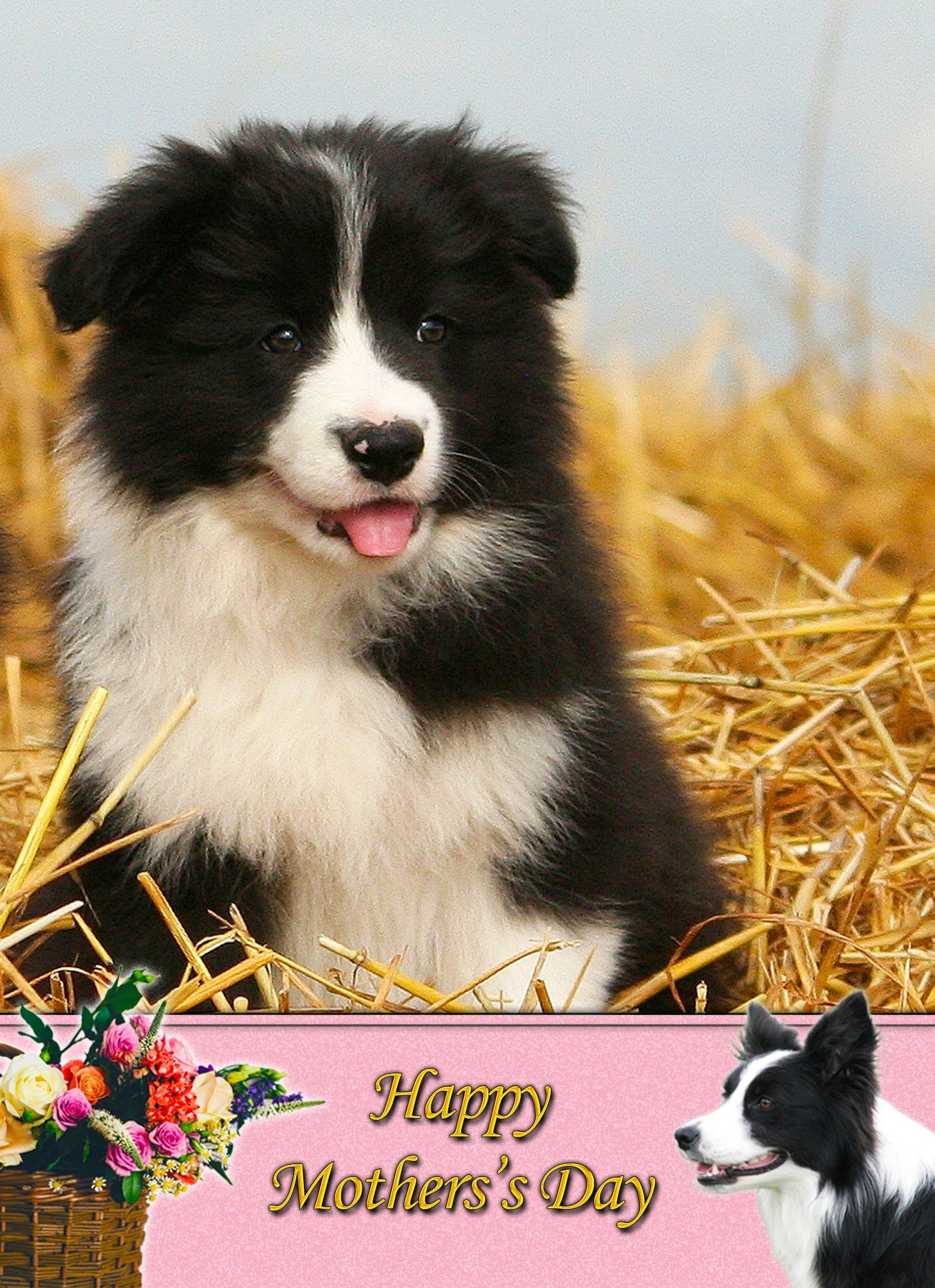 Border Collie Mother's Day Card