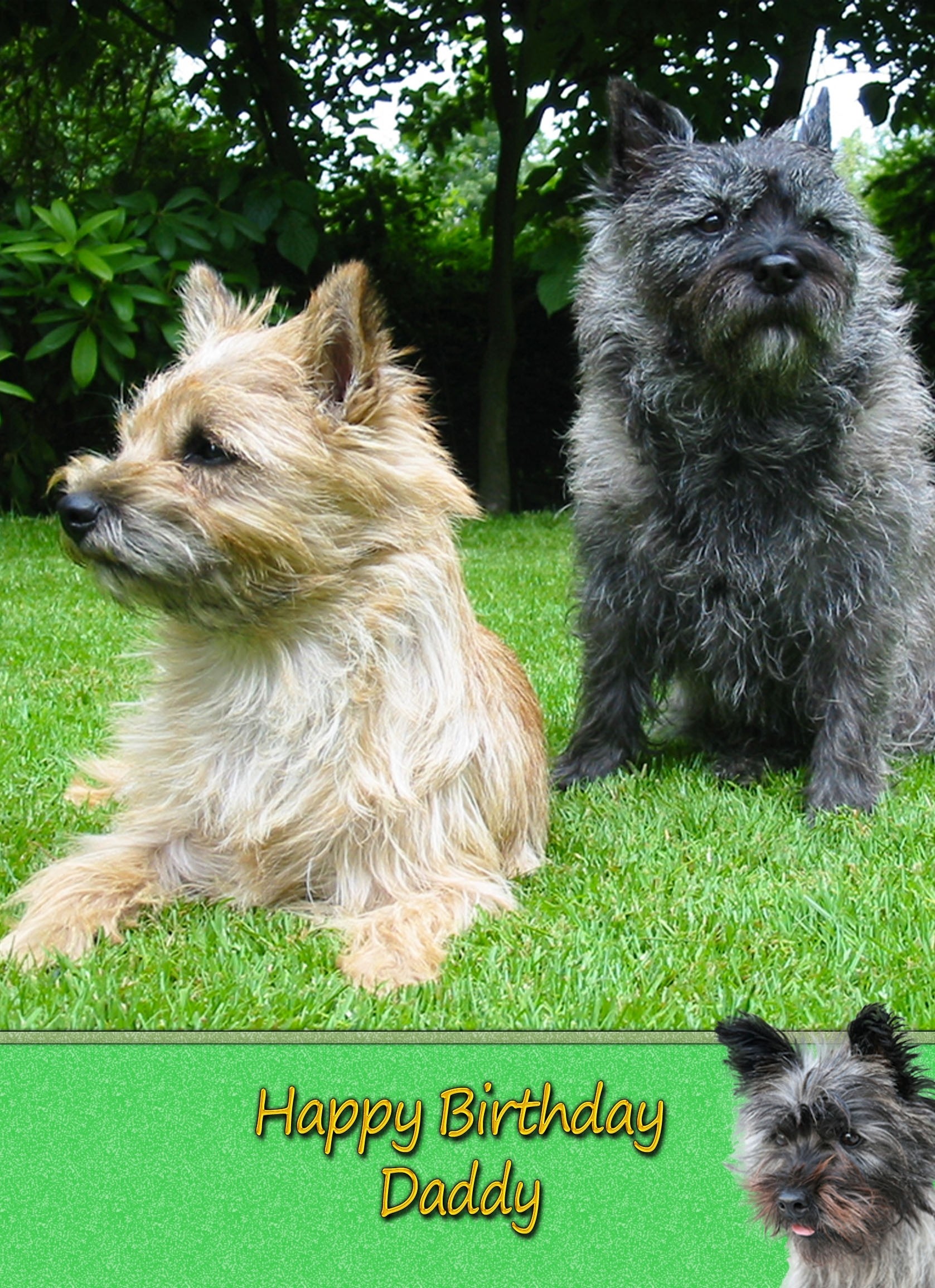 Personalised Cairn Terrier Card