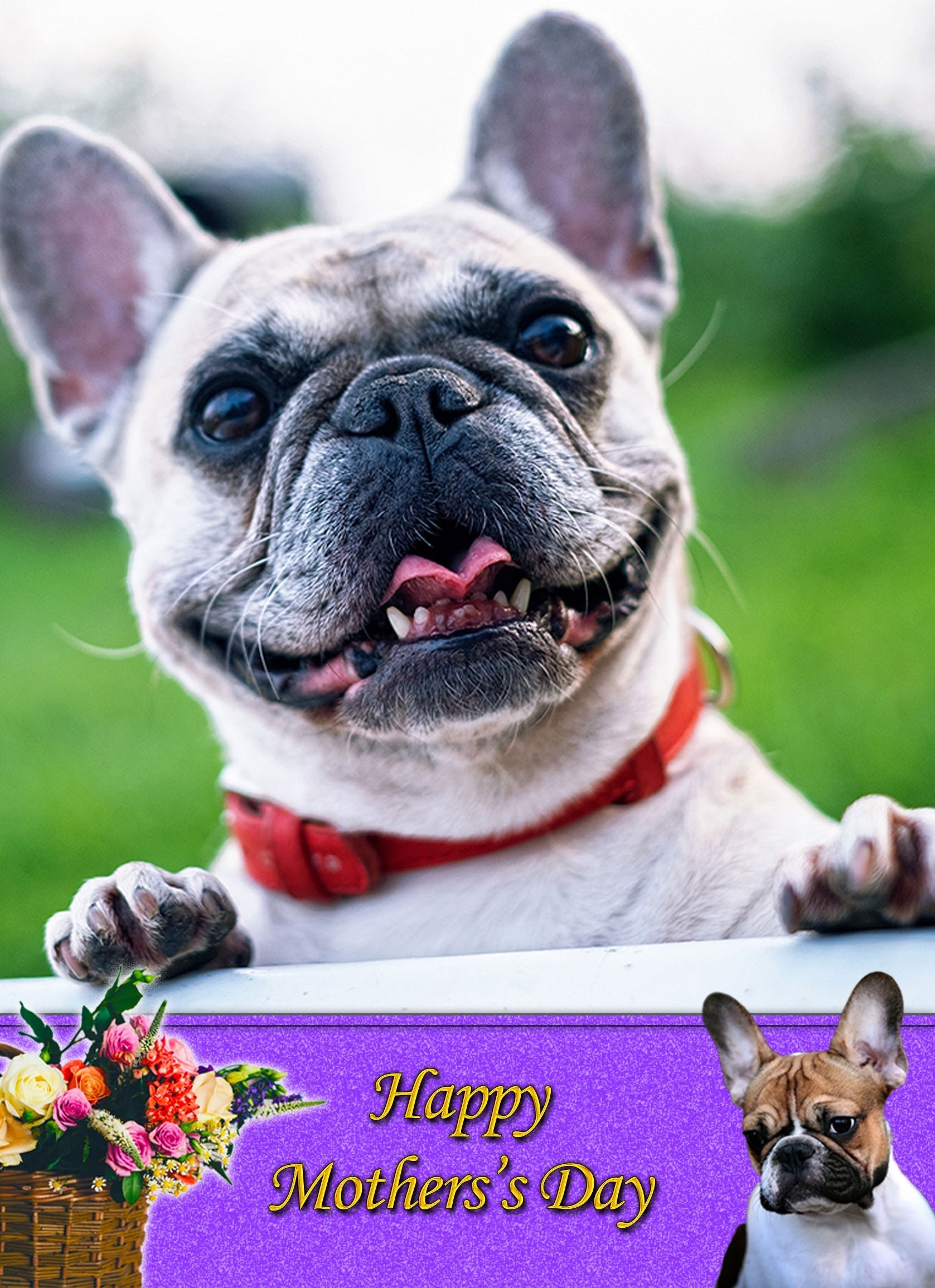 French Bulldog Mother's Day Card 