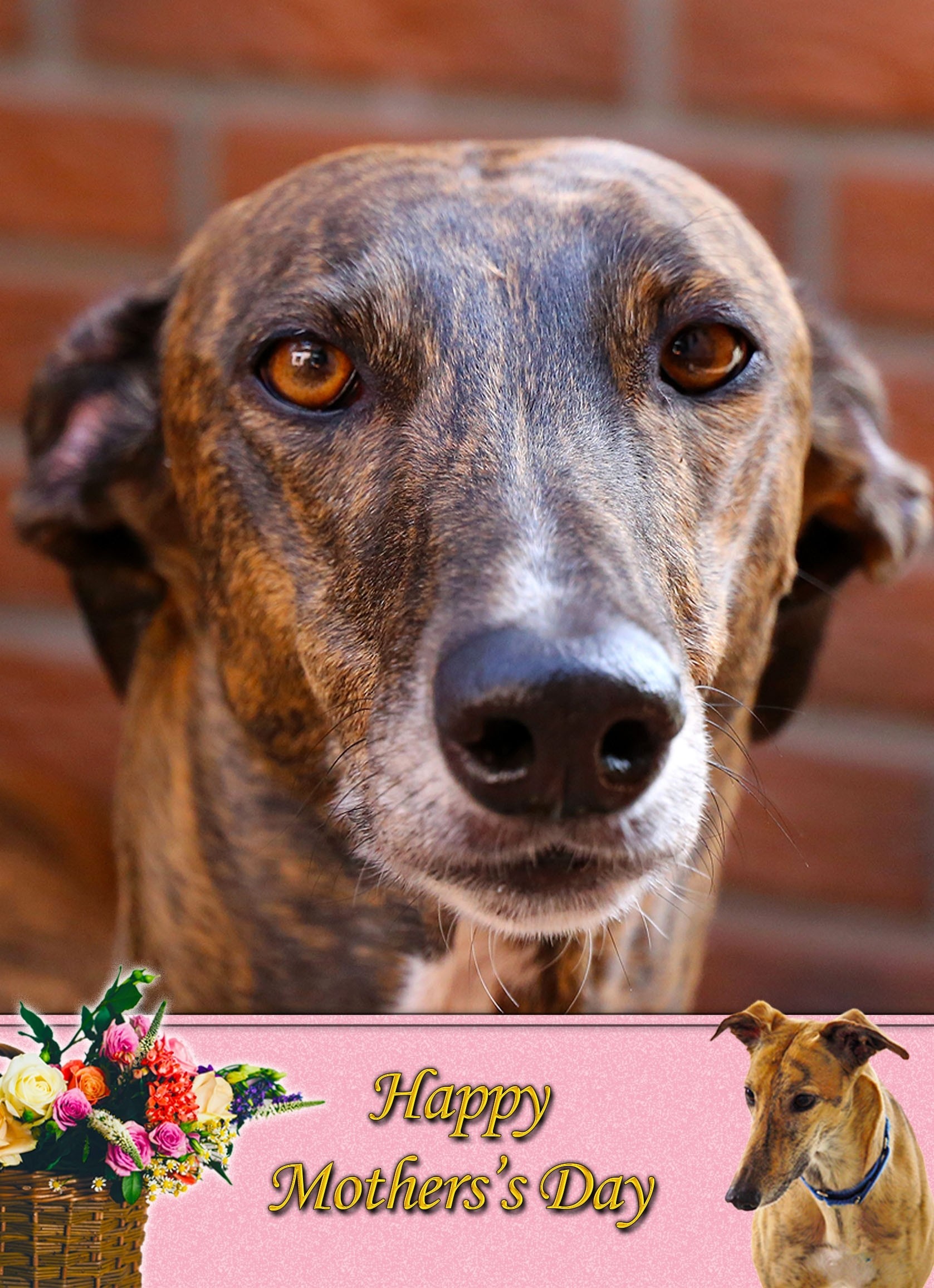 Great Dane Mother's Day Card
