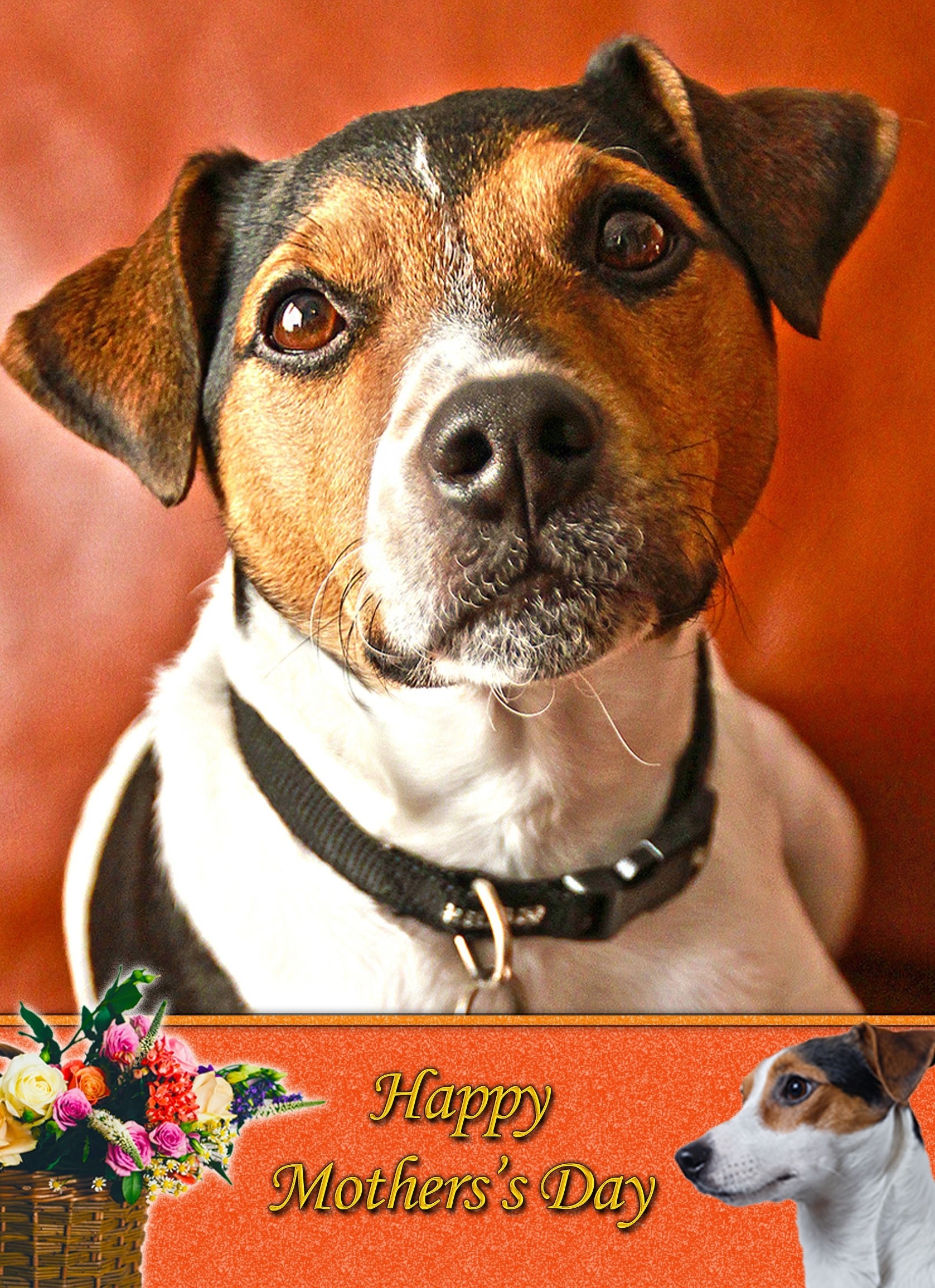 Jack Russell Mother's Day Card