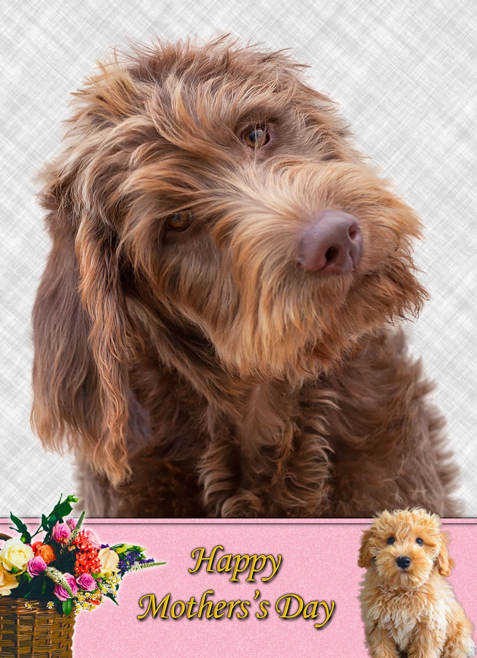 Labradoodle Mother's Day Card