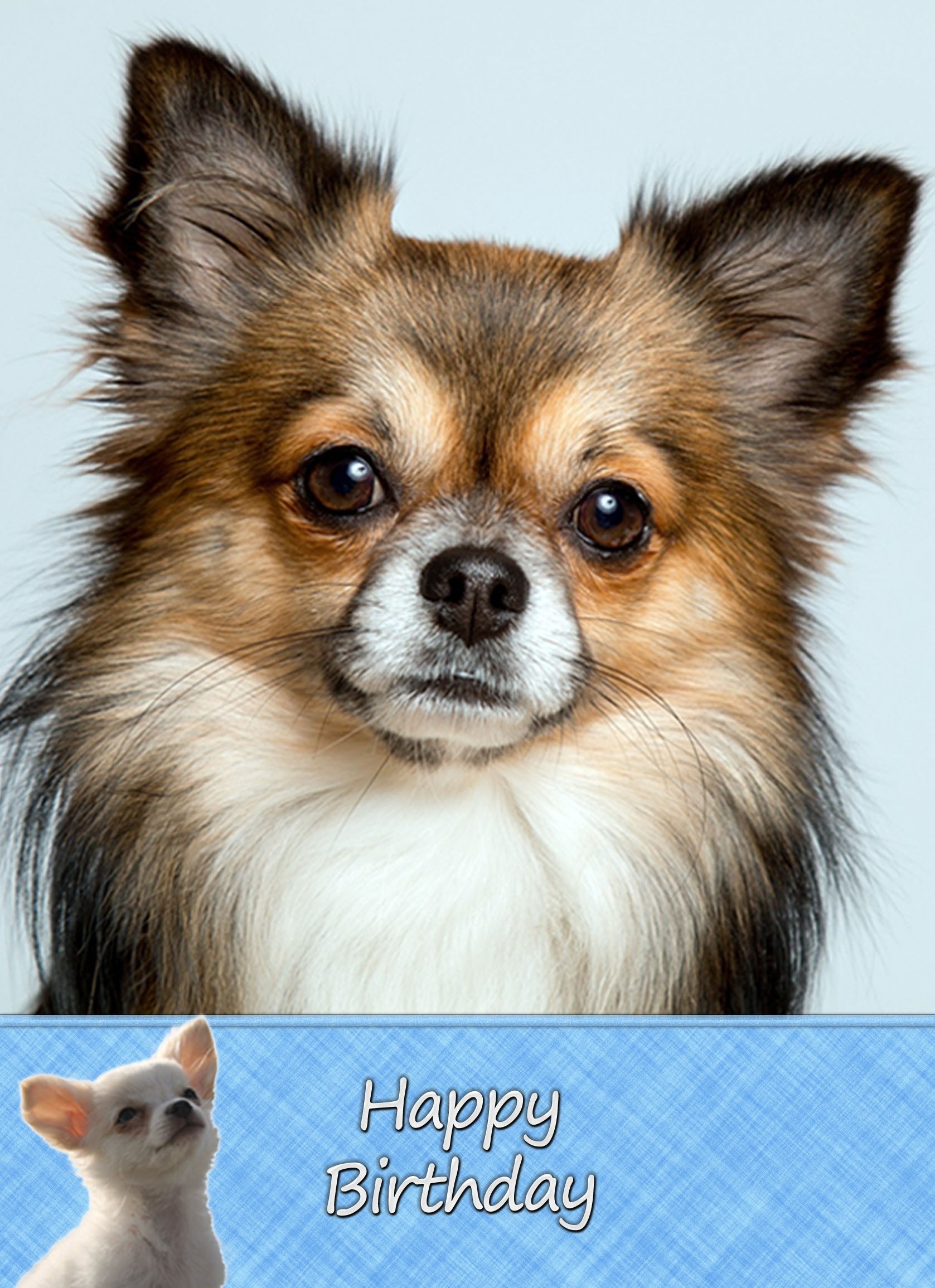 Chihuahua Birthday Card