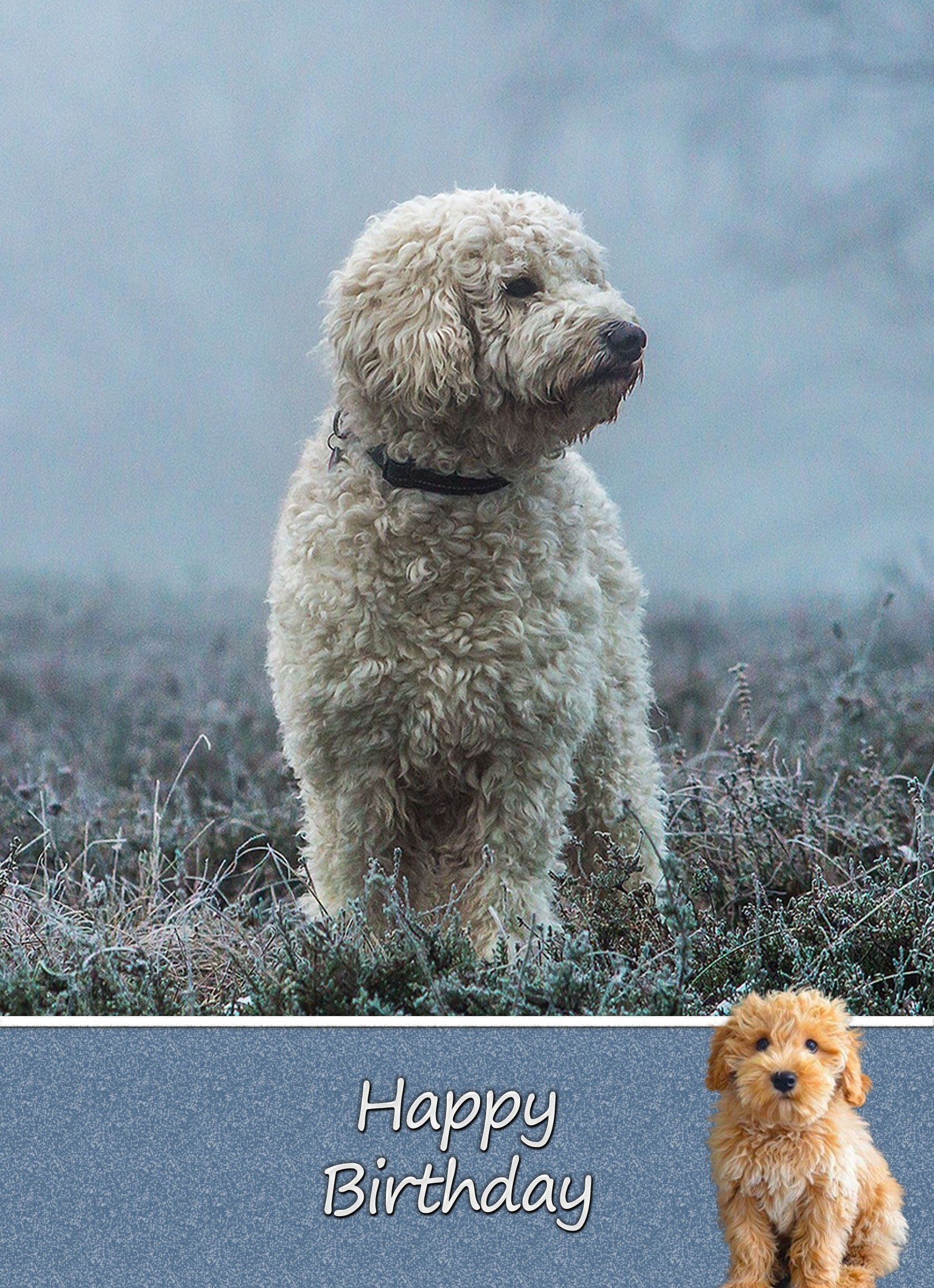 Labradoodle Dog Birthday Card