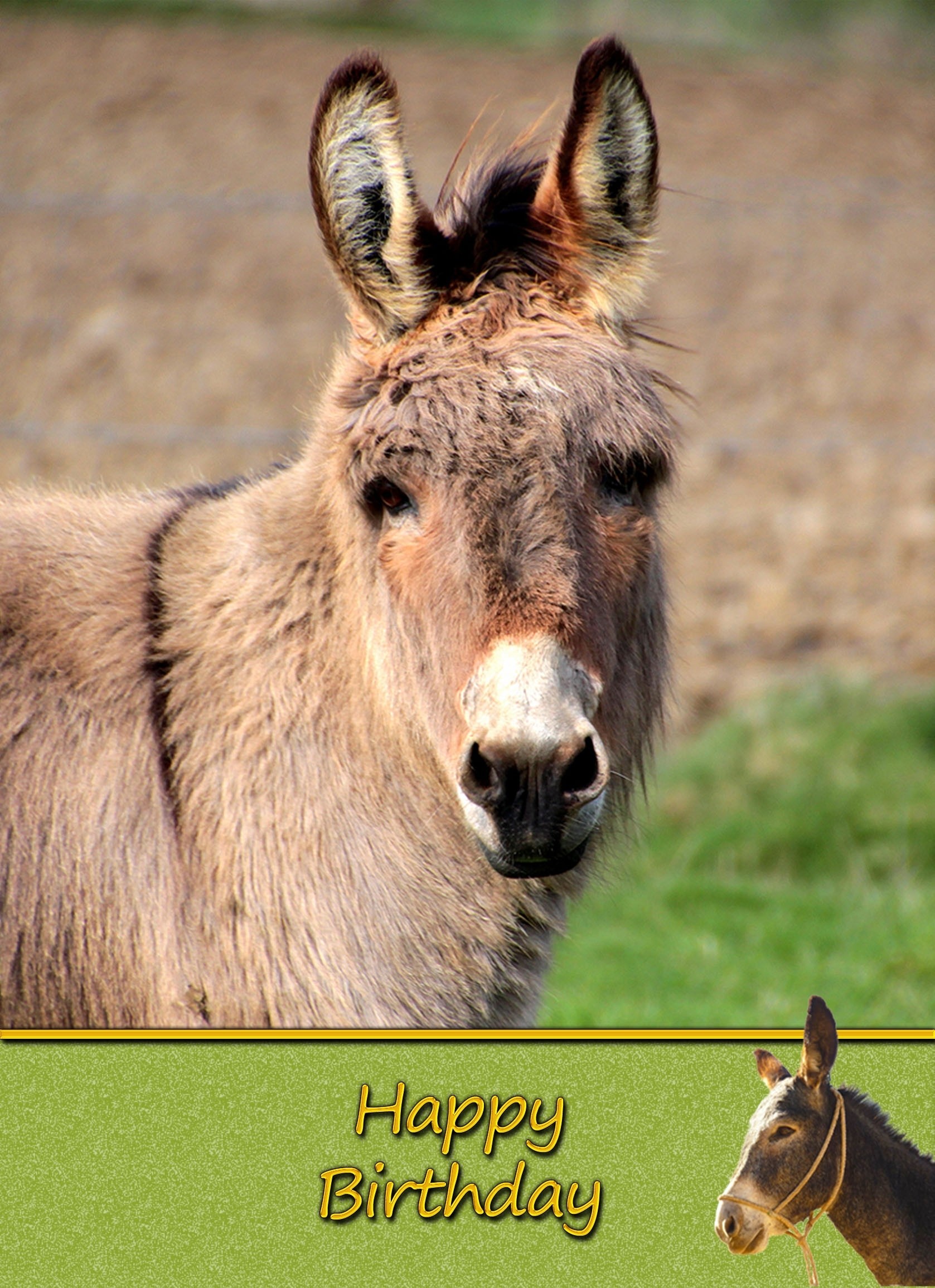 Donkey Birthday Card