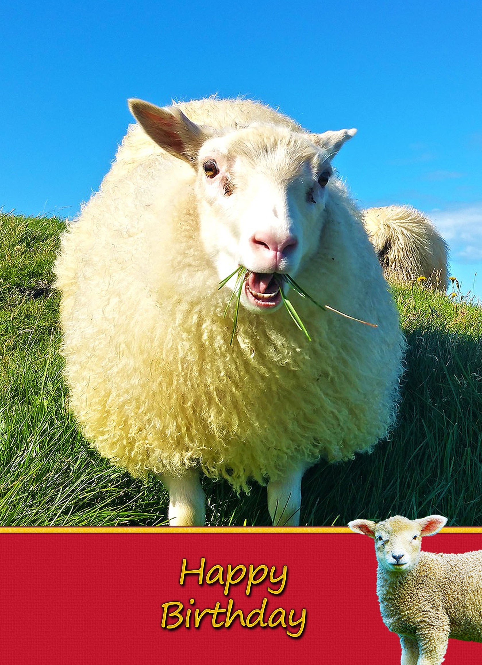 Sheep Birthday Card