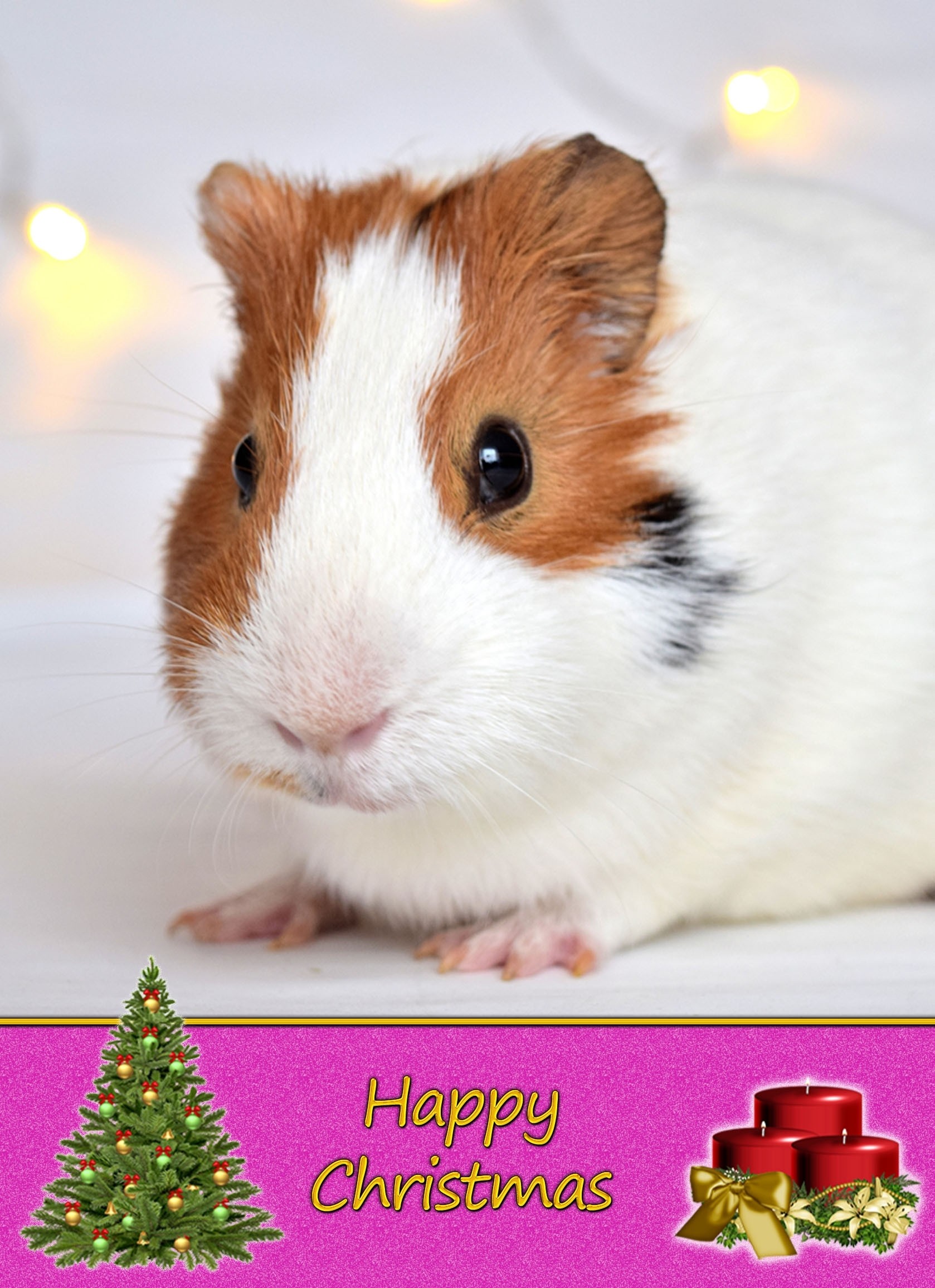 Guinea Pig christmas card