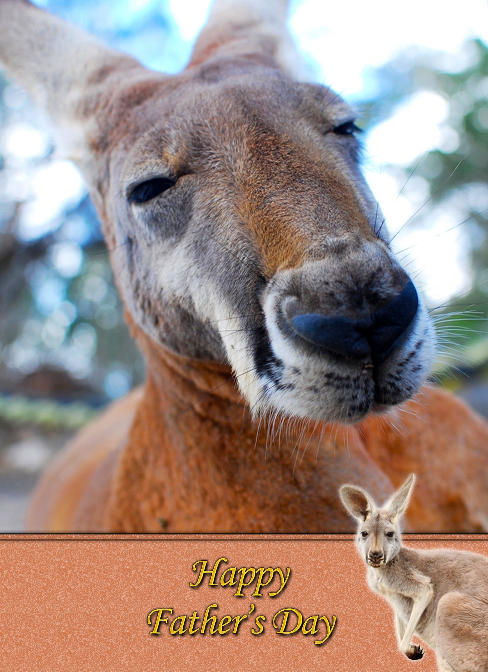 Kangaroo Father's Day Card