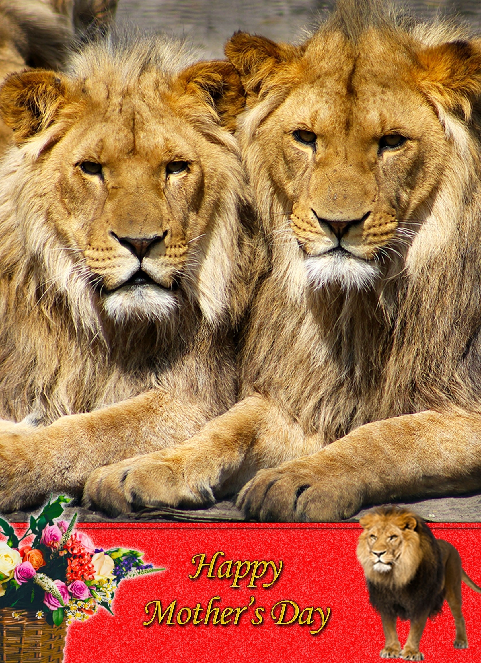 Lion Mother's Day Card