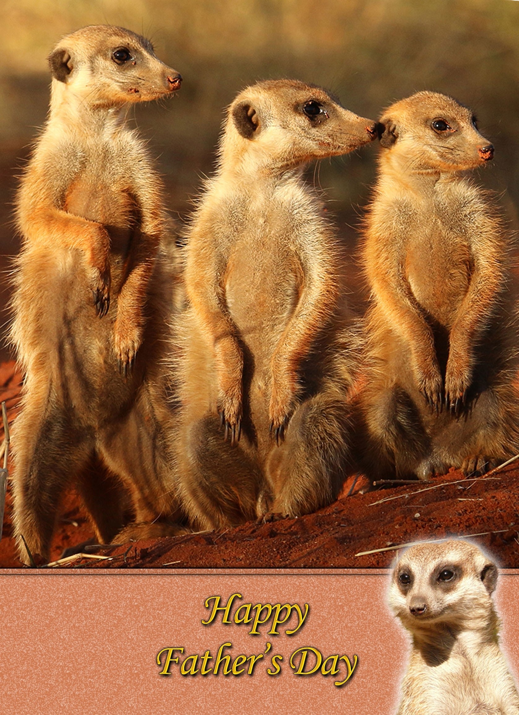Meerkat Father's Day Card
