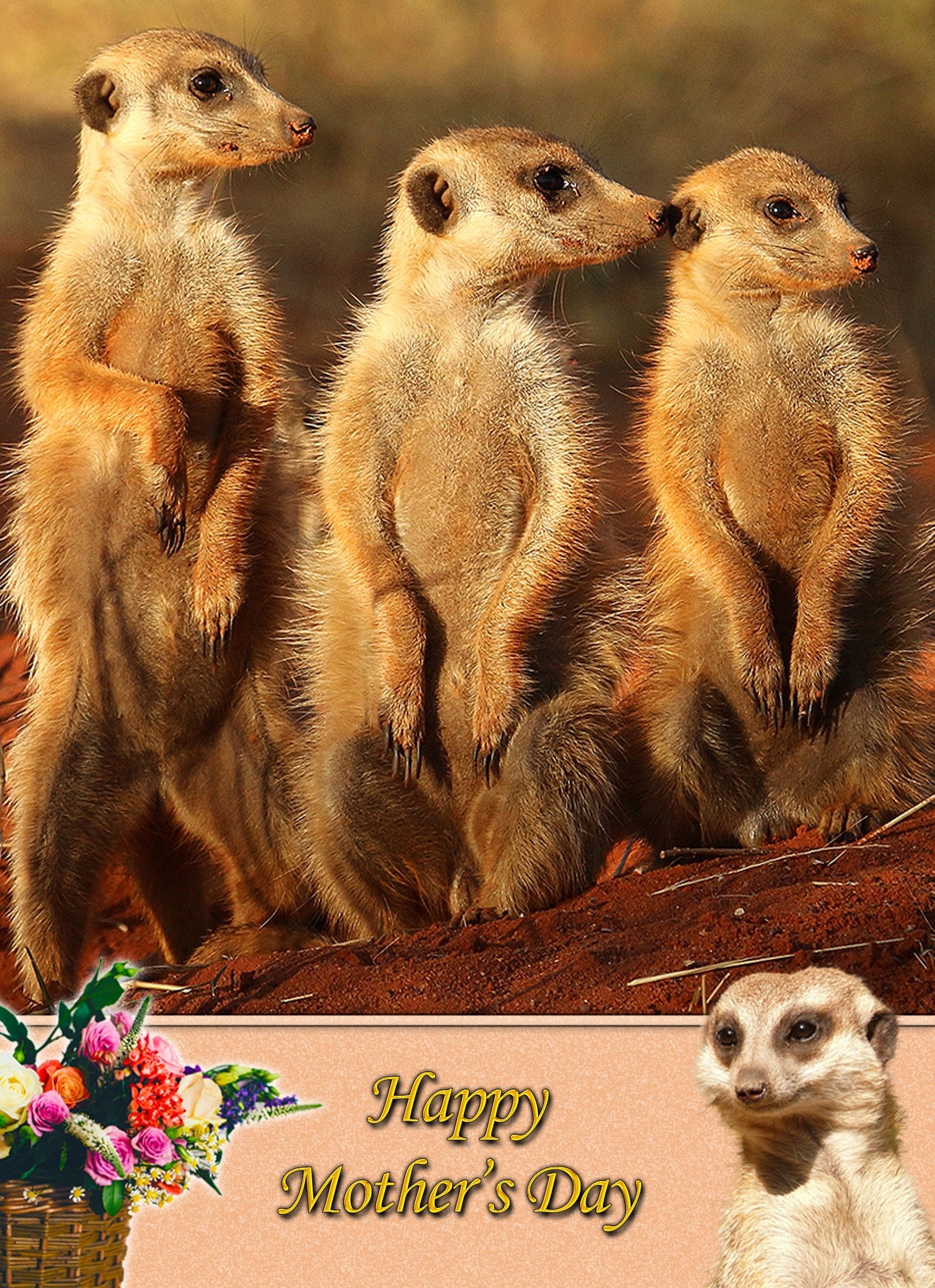 Meerkat Mother's Day Card