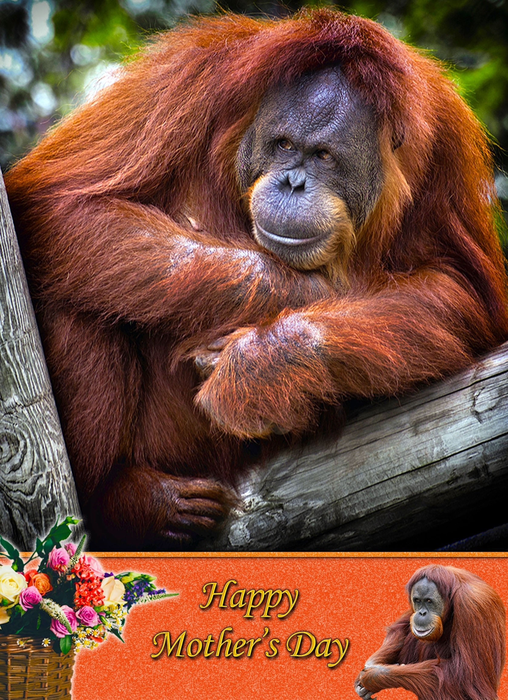 Orangutan Mother's Day Card