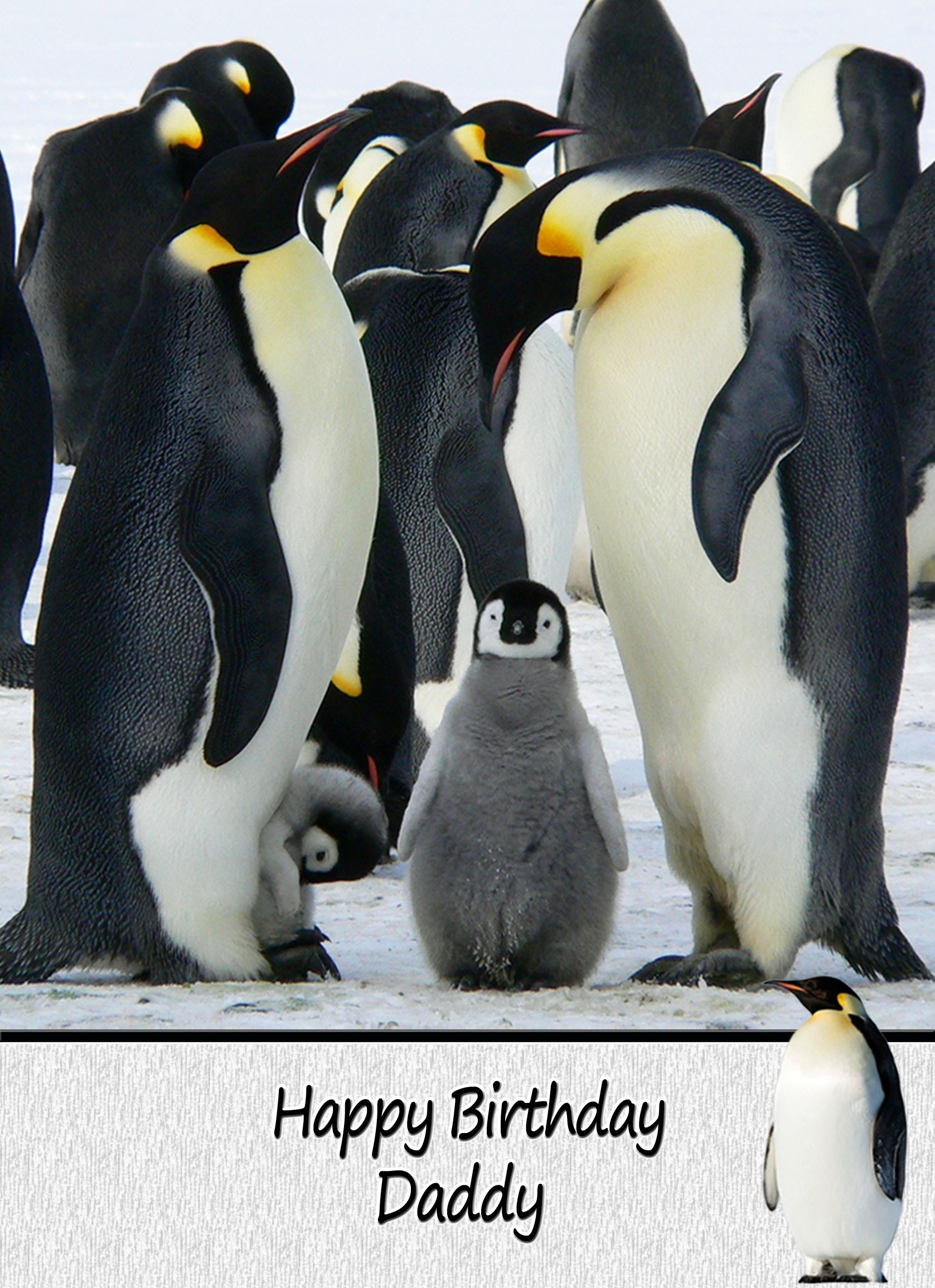 Personalised Penguin Card