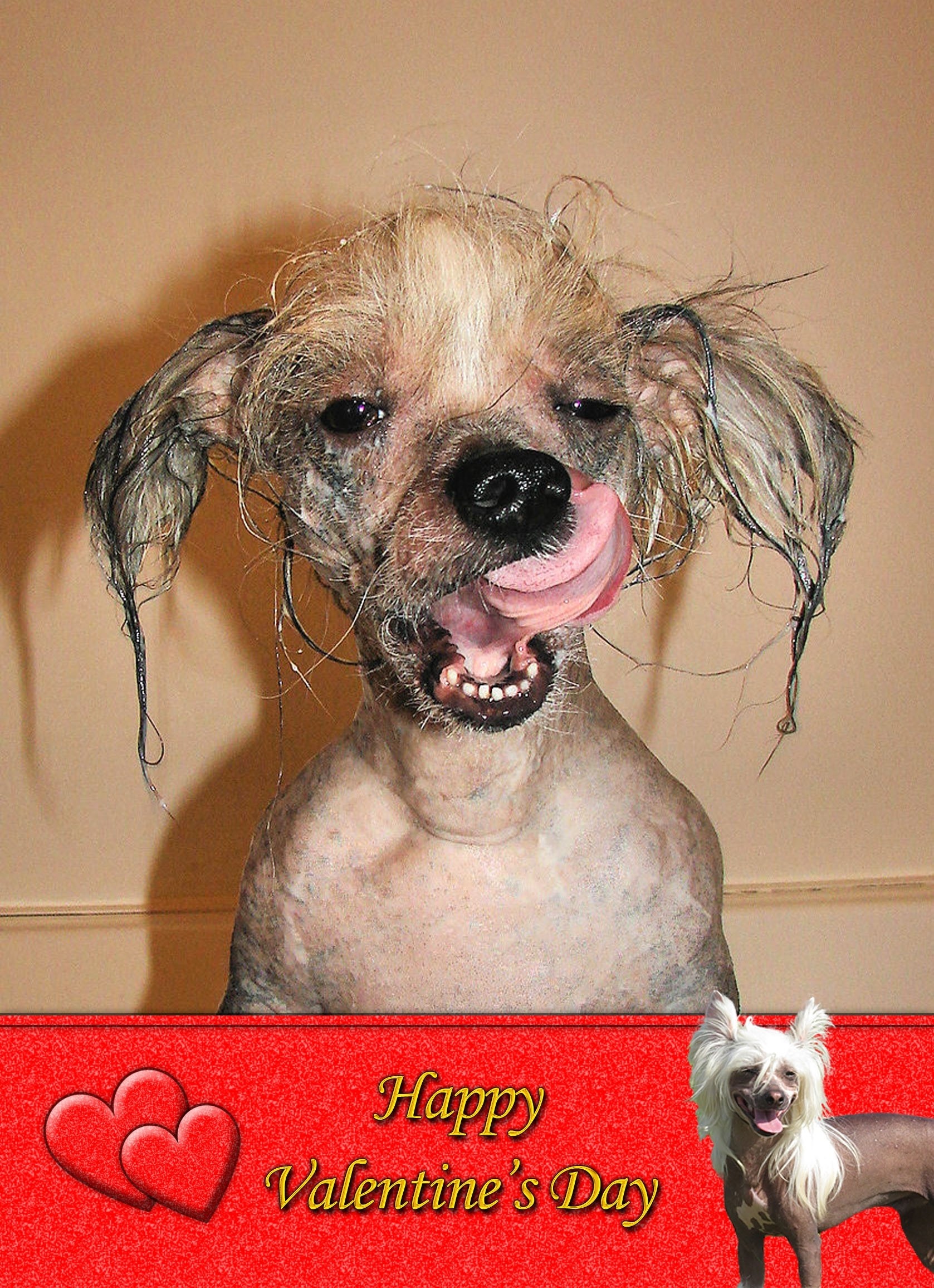 Chinese Crested Valentine's Day Card