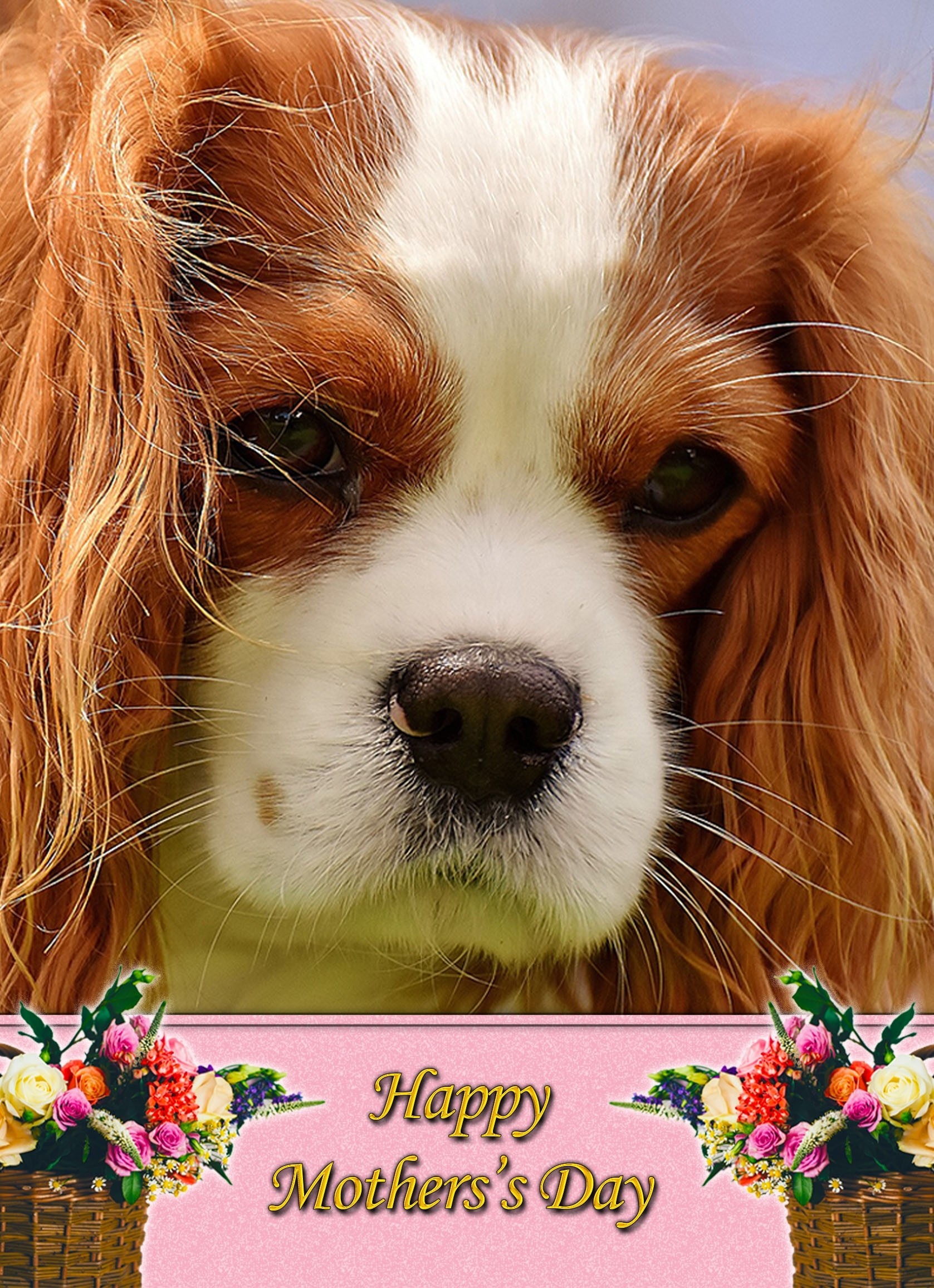 Cavalier King Charles Spaniel Mother's Day Card