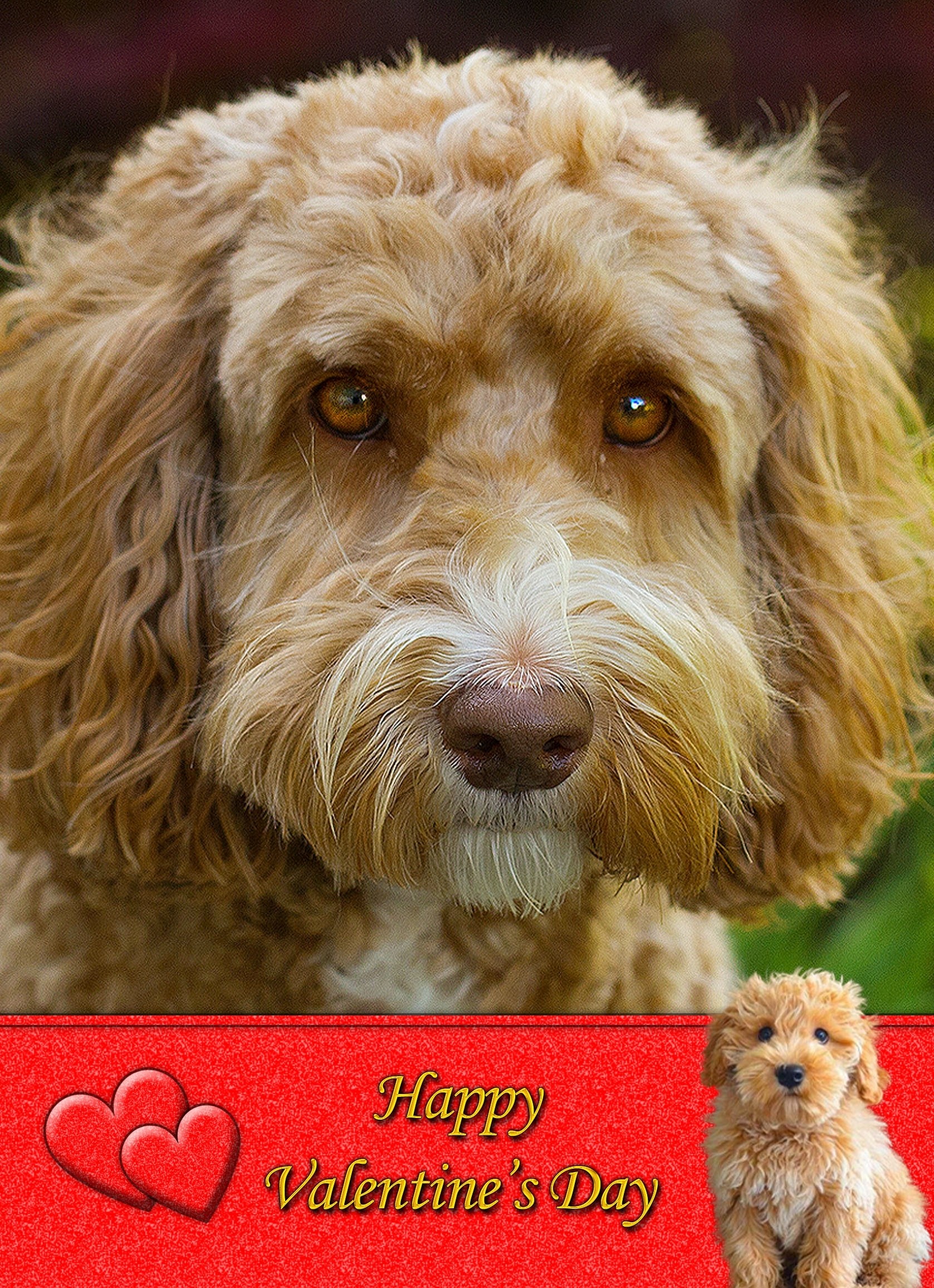 Labradoodle Valentine's Day Card