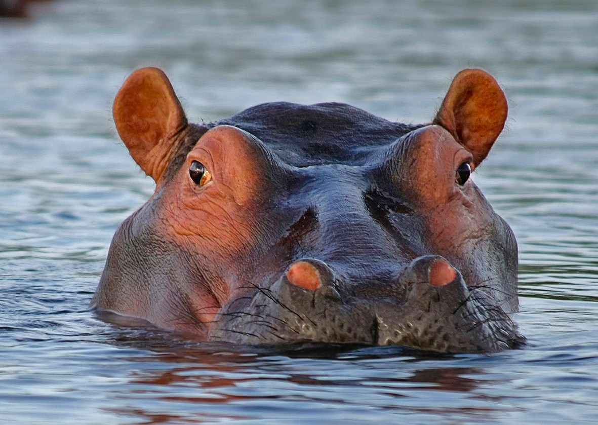 Hippo Greeting Card