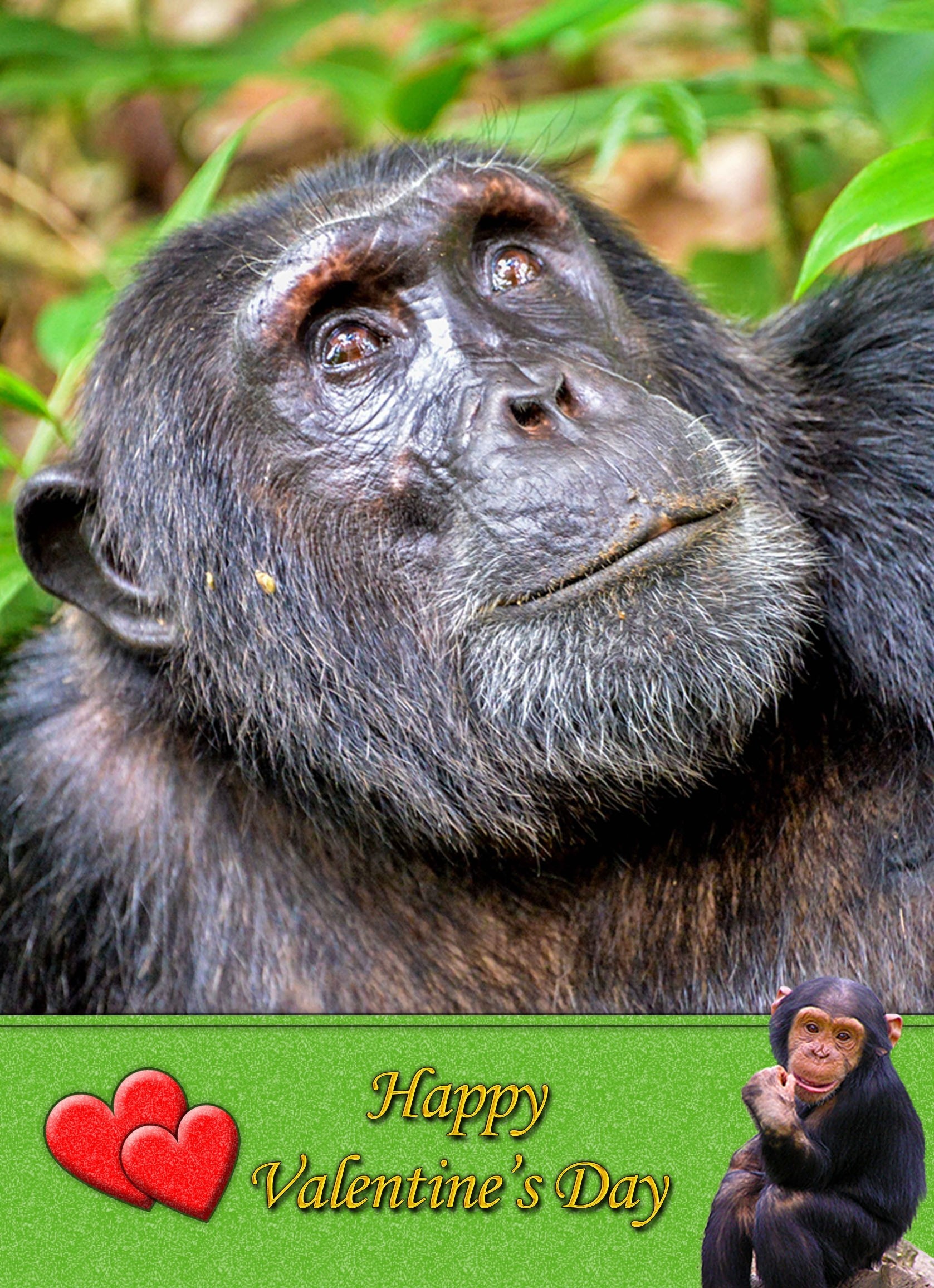 Chimpanzee Valentine's Day Card