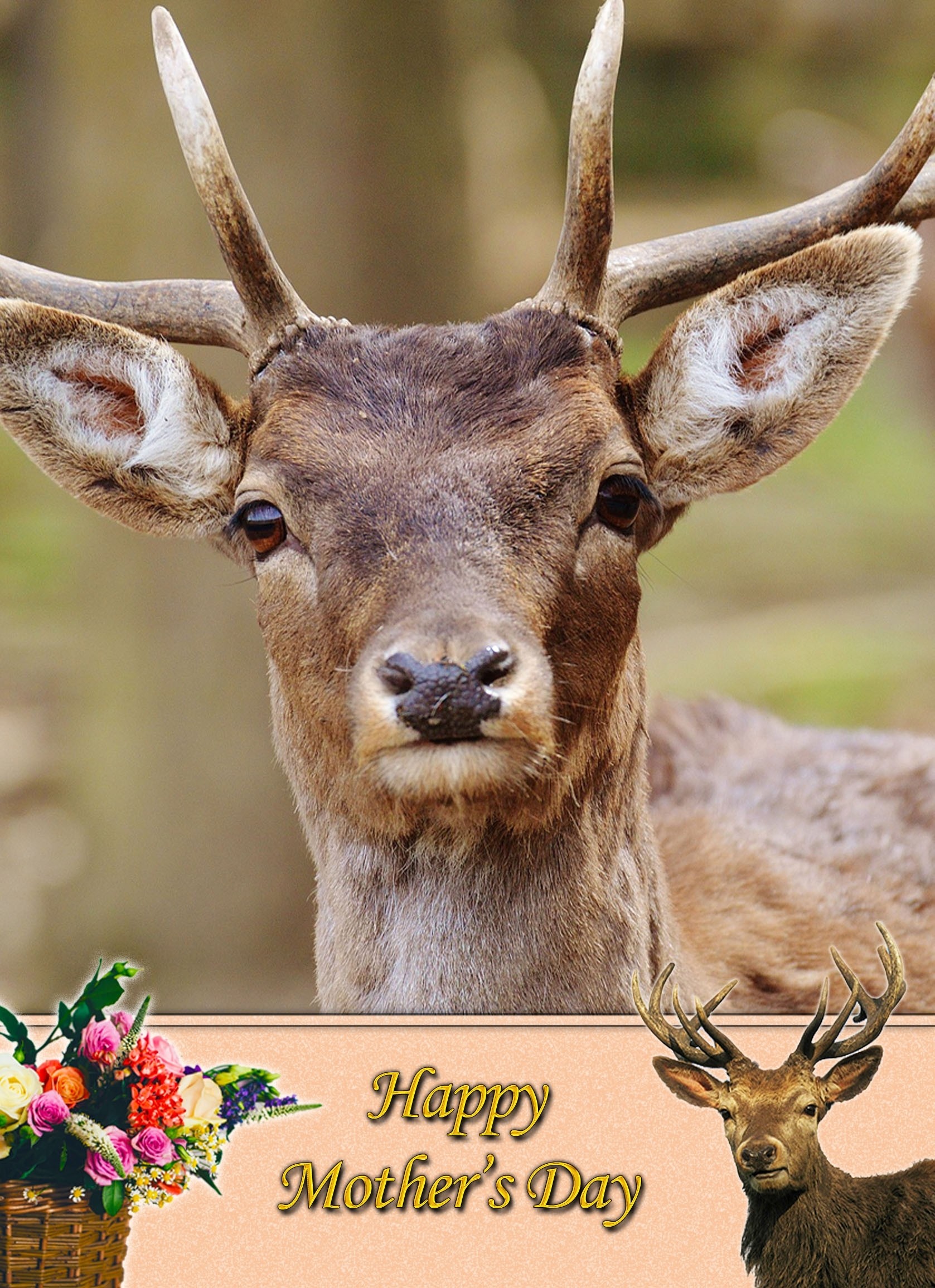 Deer/Stag Mother's Day Card