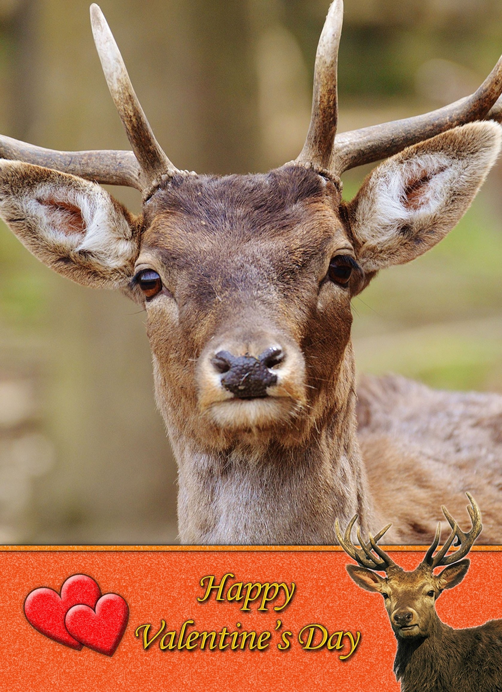 Deer/Stag Valentine's Day Card