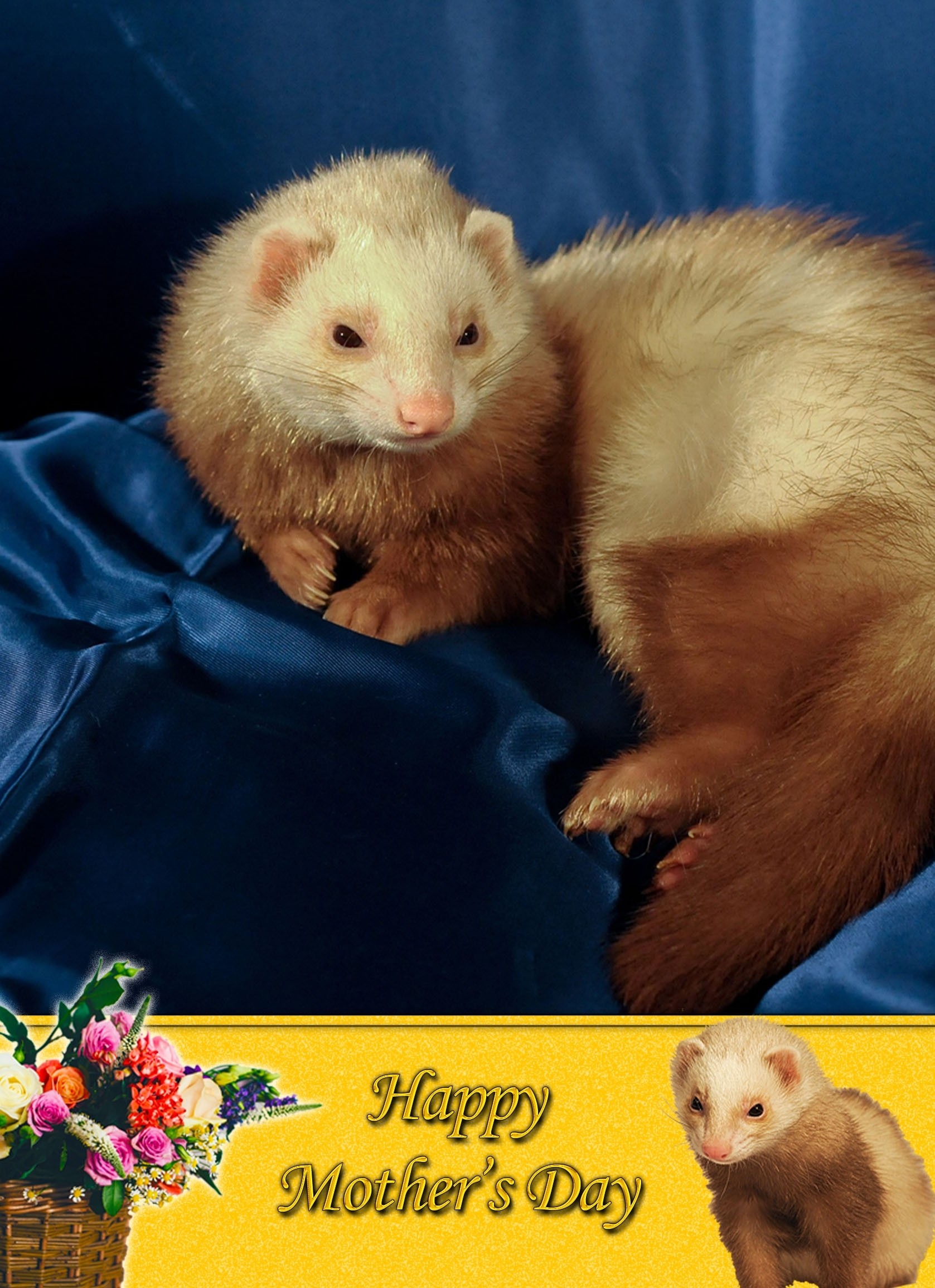 Ferret Mother's Day Card