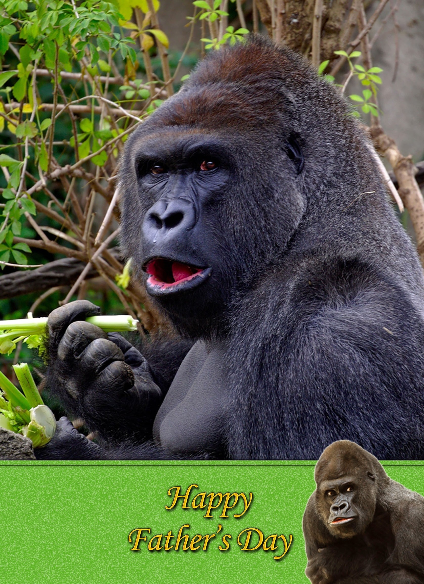 Gorilla Monkey Father's Day Card