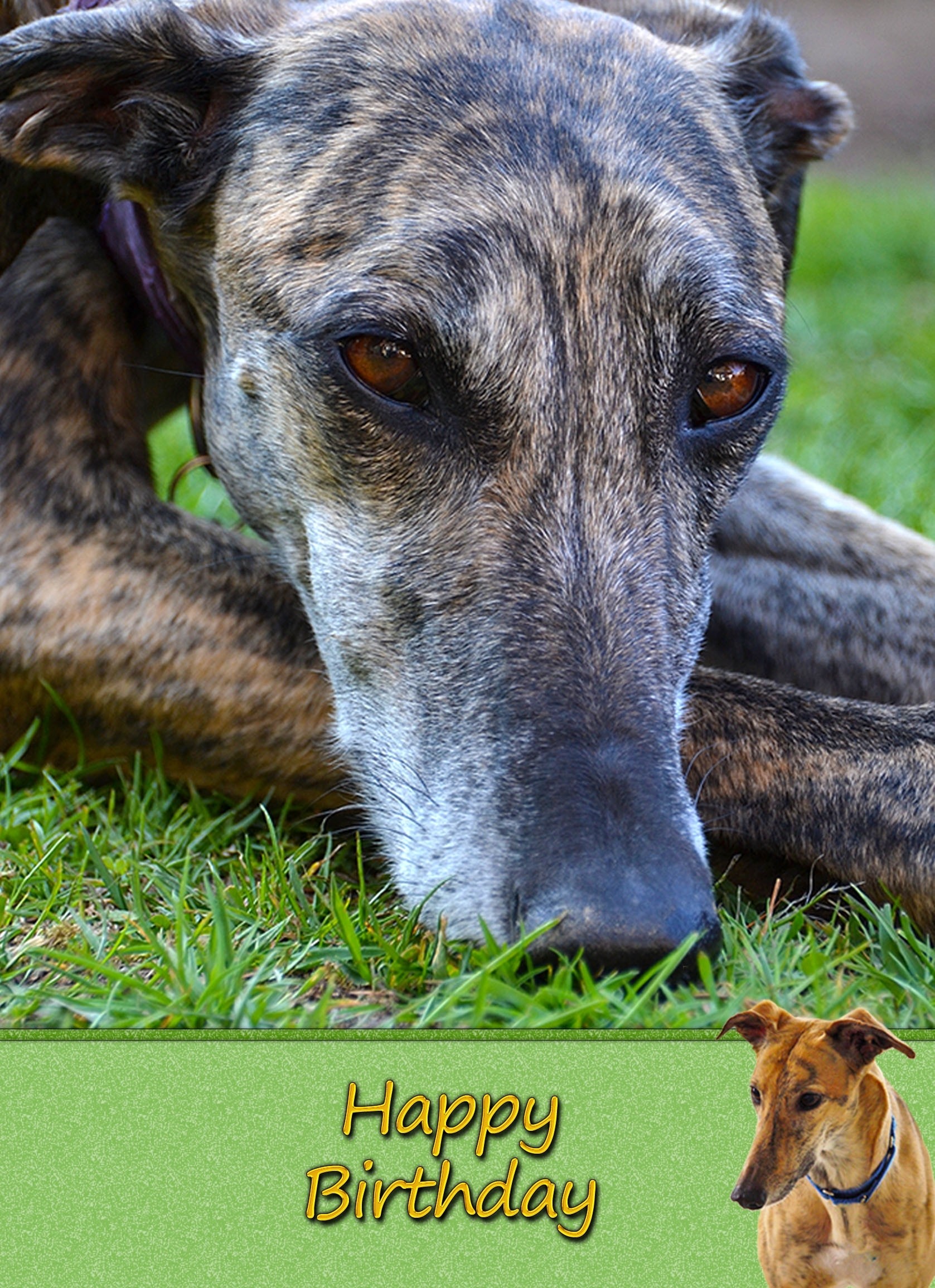 Greyhound Birthday Card