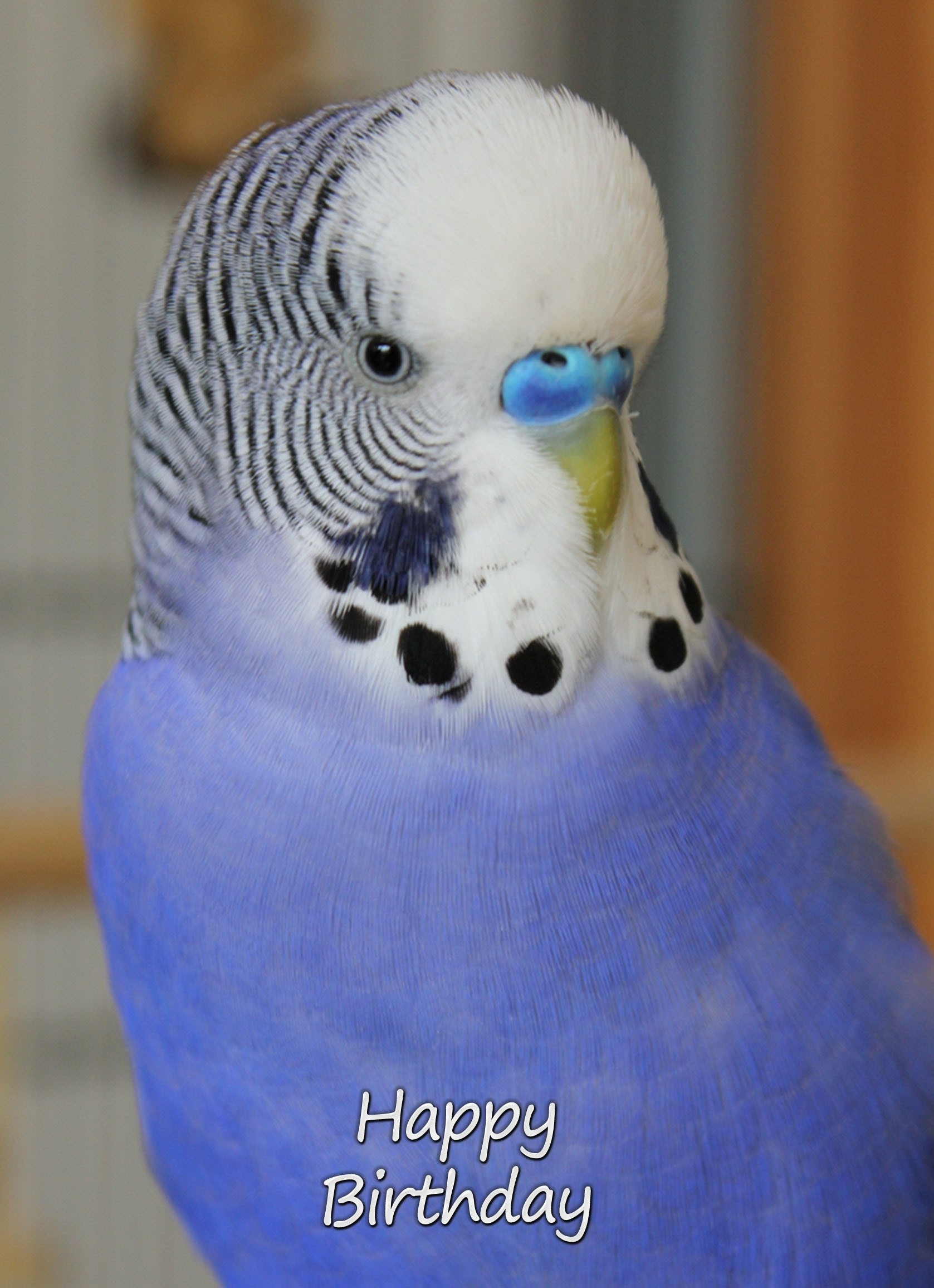 Budgie Bird Birthday Card