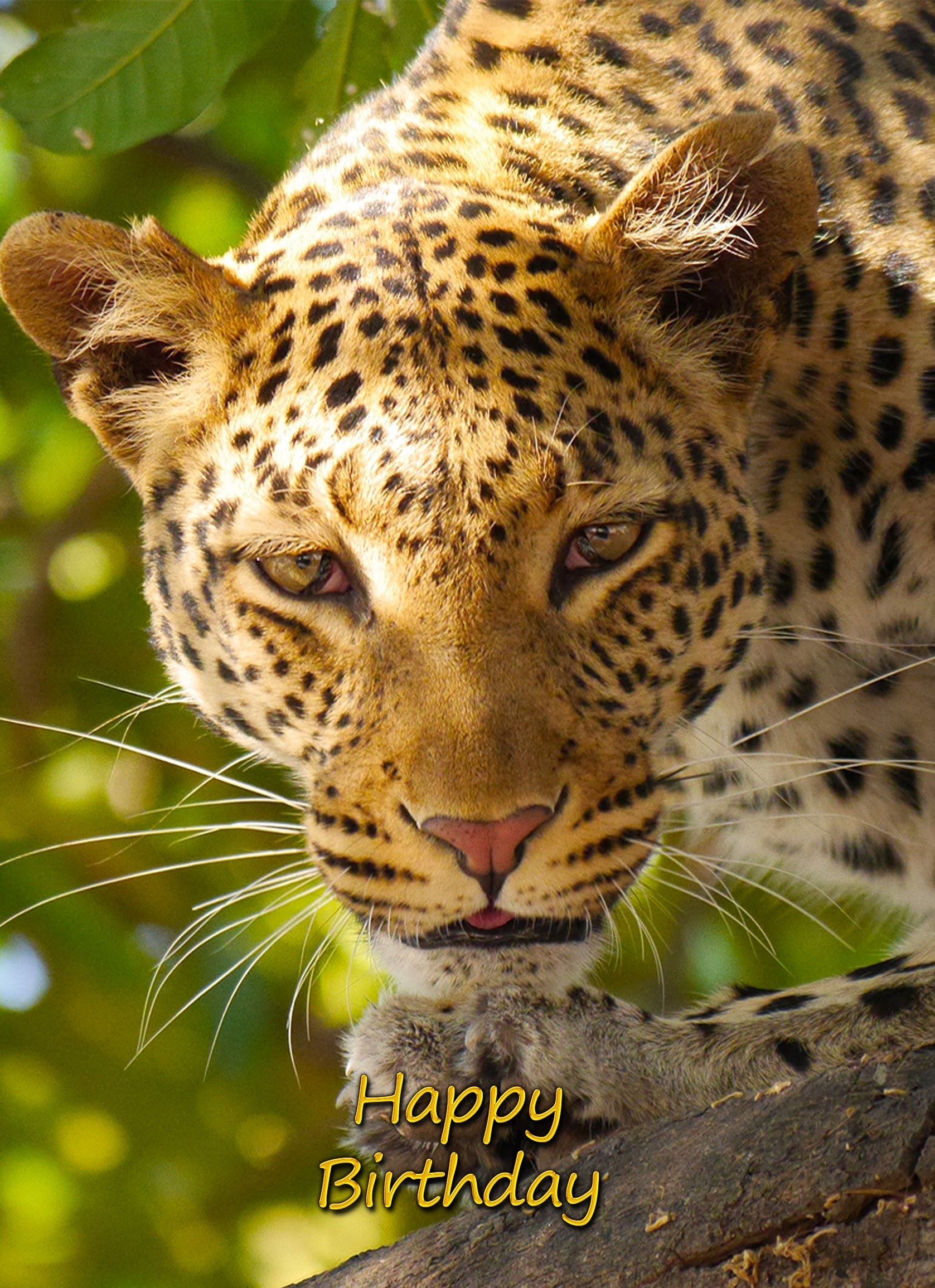 Leopard Birthday Card