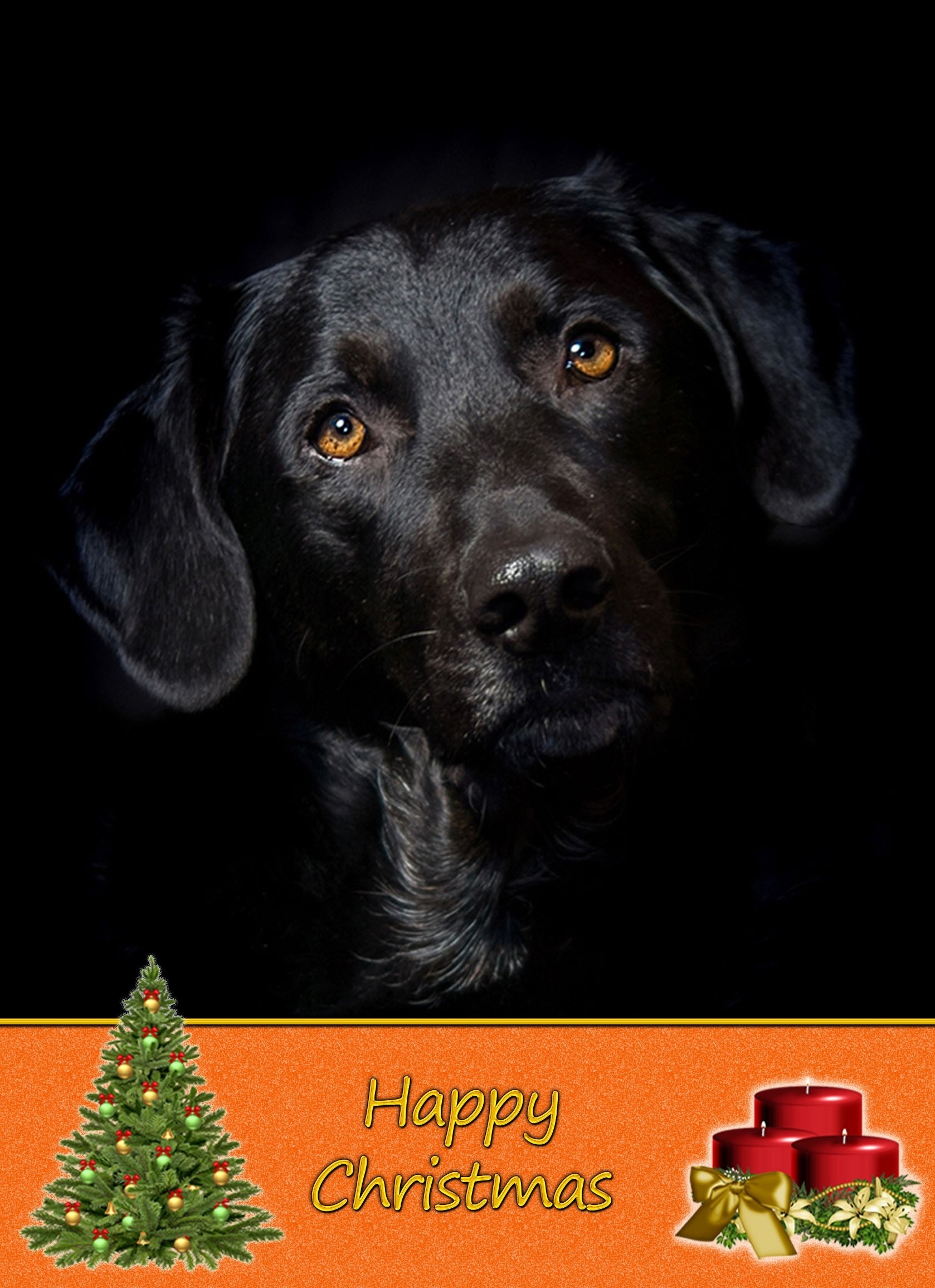 Black Labrador christmas card