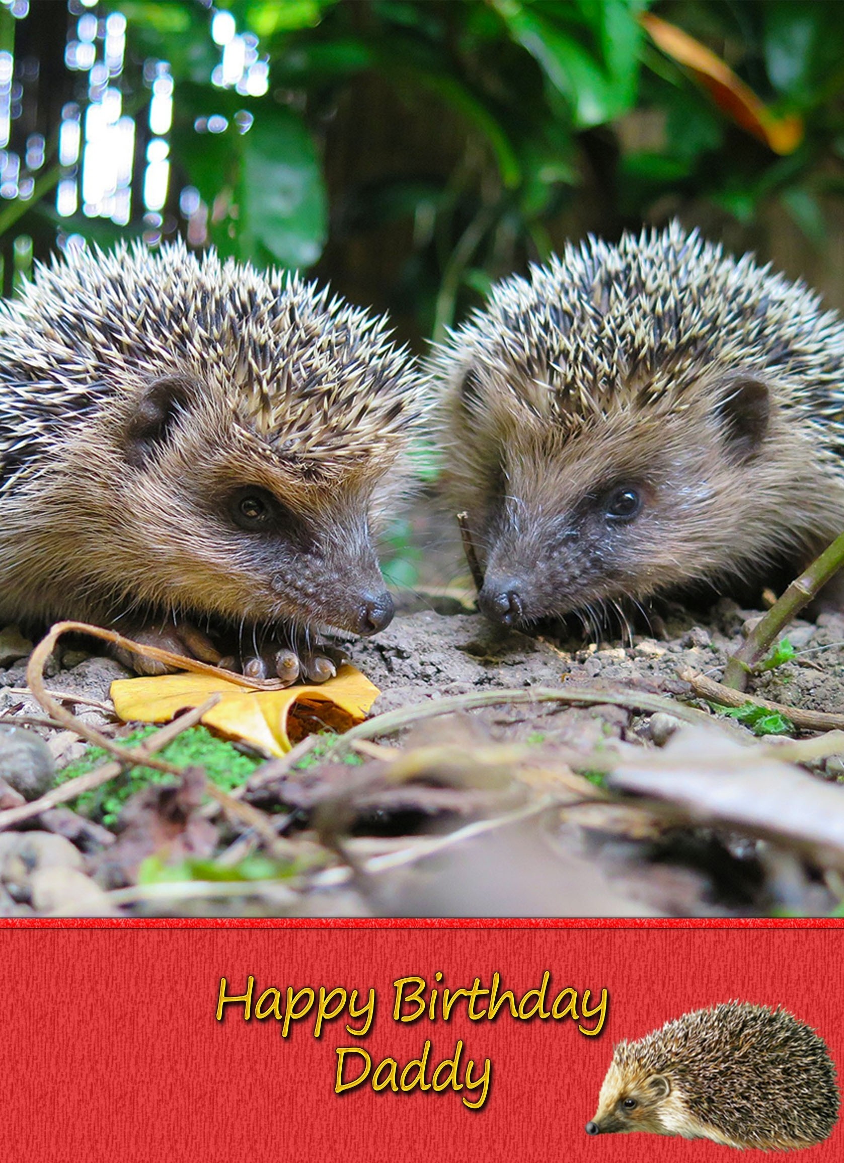 Personalised Hedgehog Card