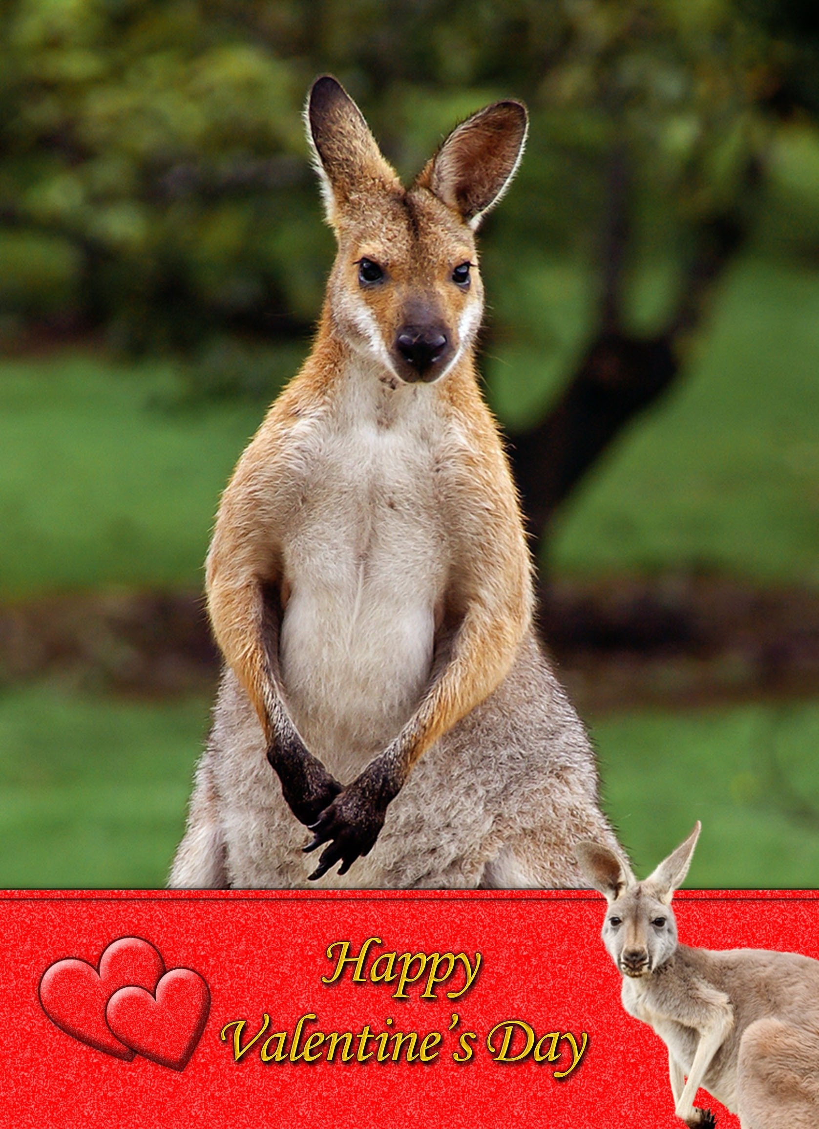 Kangaroo Valentine's Day Card