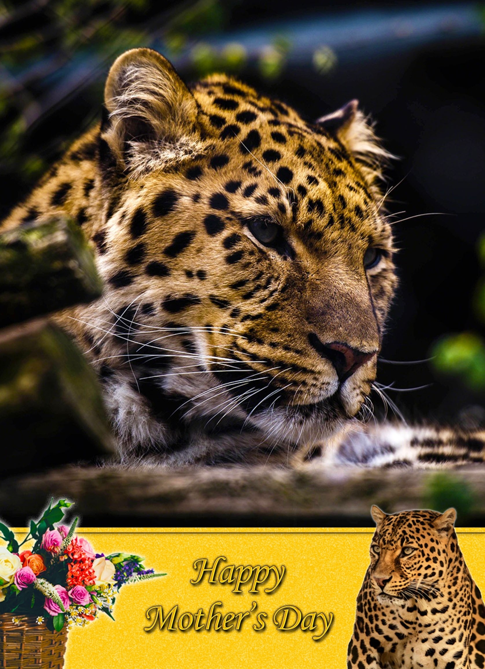 Leopard Mother's Day Card