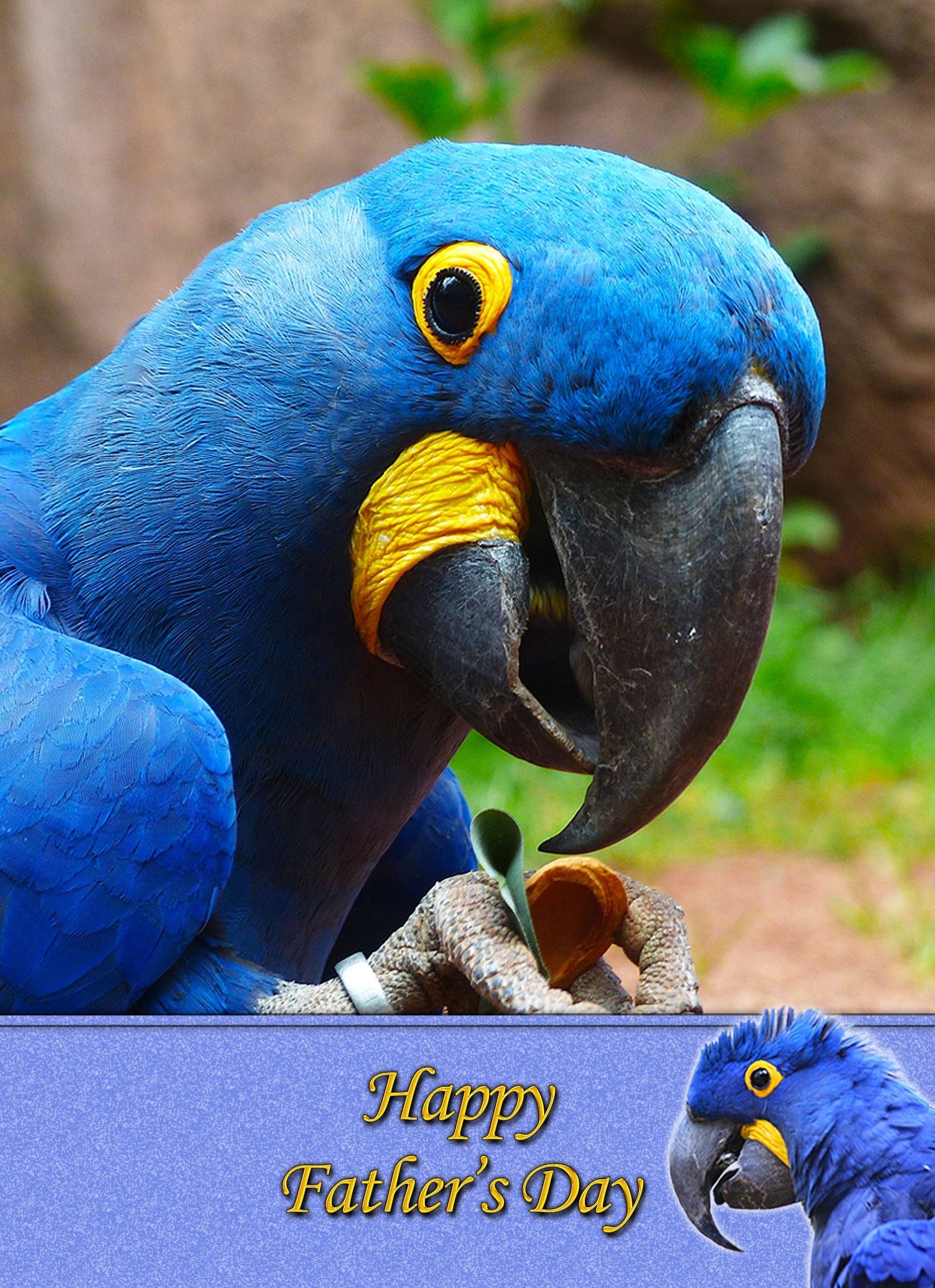 Parrot Father's Day Card