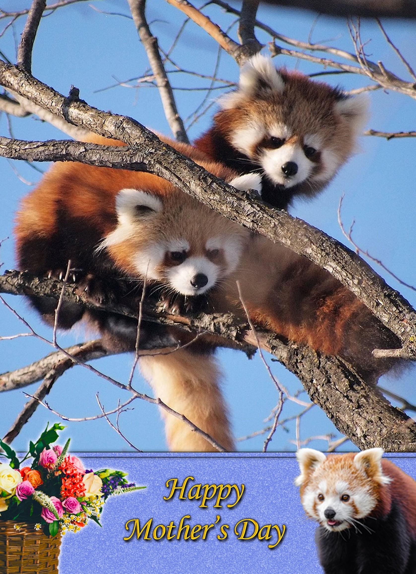 Red Panda Mother's Day Card