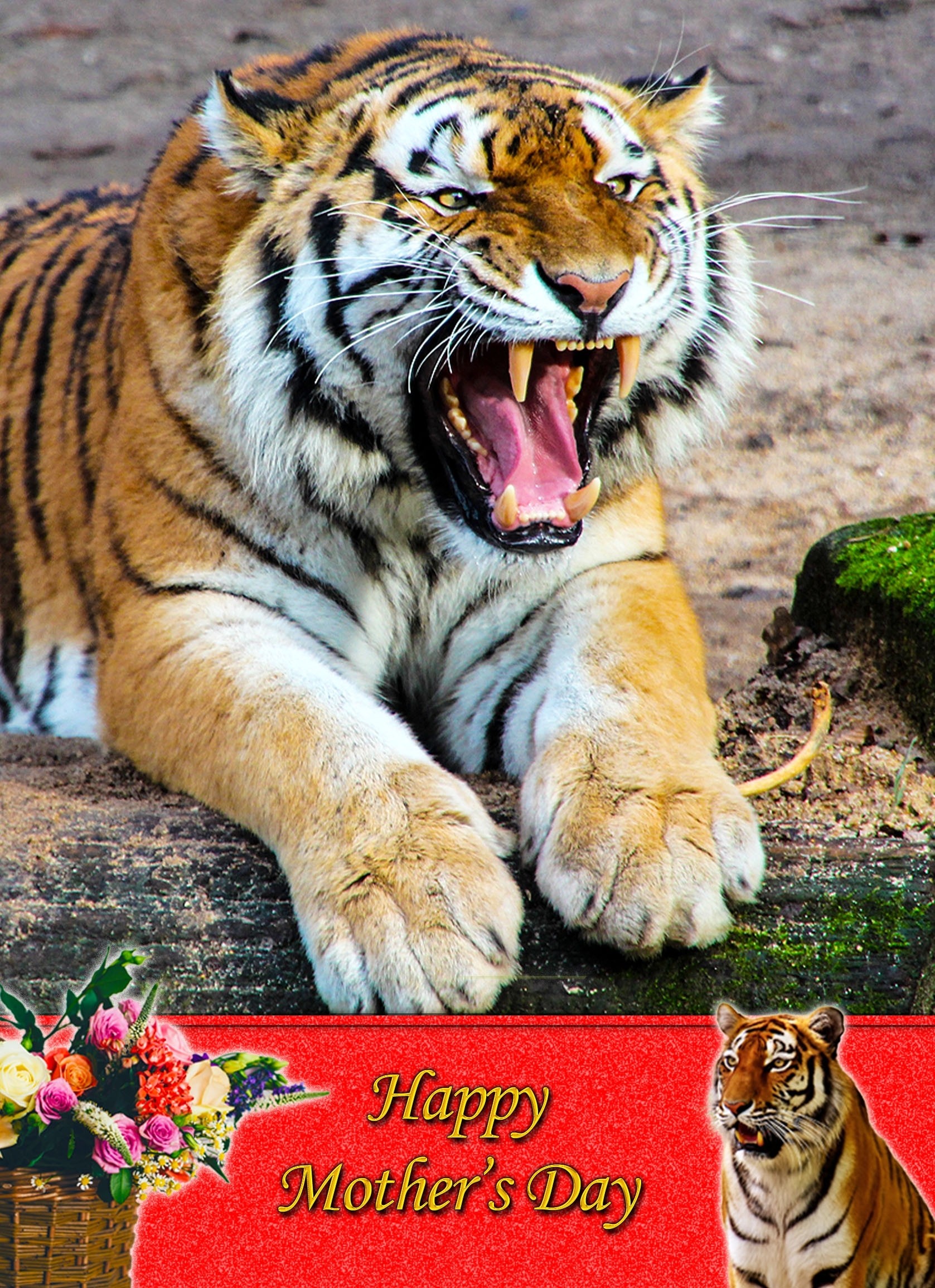 Tiger Mother's Day Card